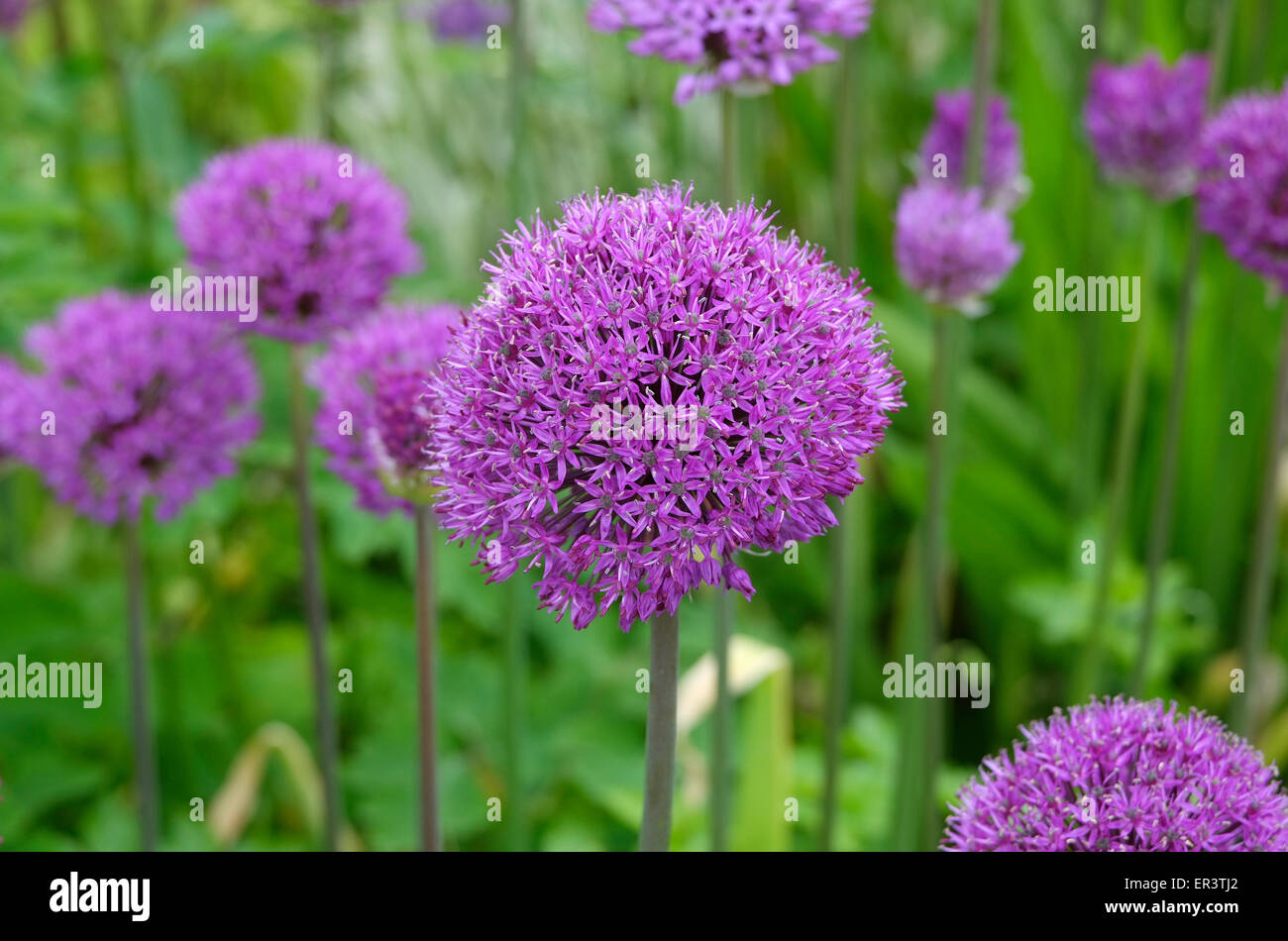 Allium viola sensazione fiori Foto Stock
