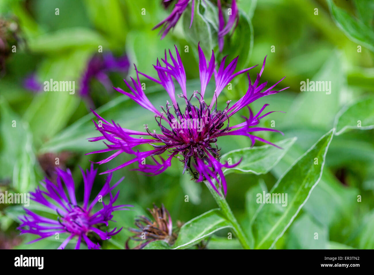 Centaurea montana "viola" prosa Foto Stock