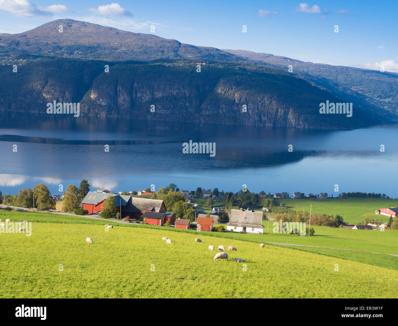 Ingrassaggio di pecora sopra il fiordo, villaggio, Utvik Nordfjord, Norvegia Foto Stock