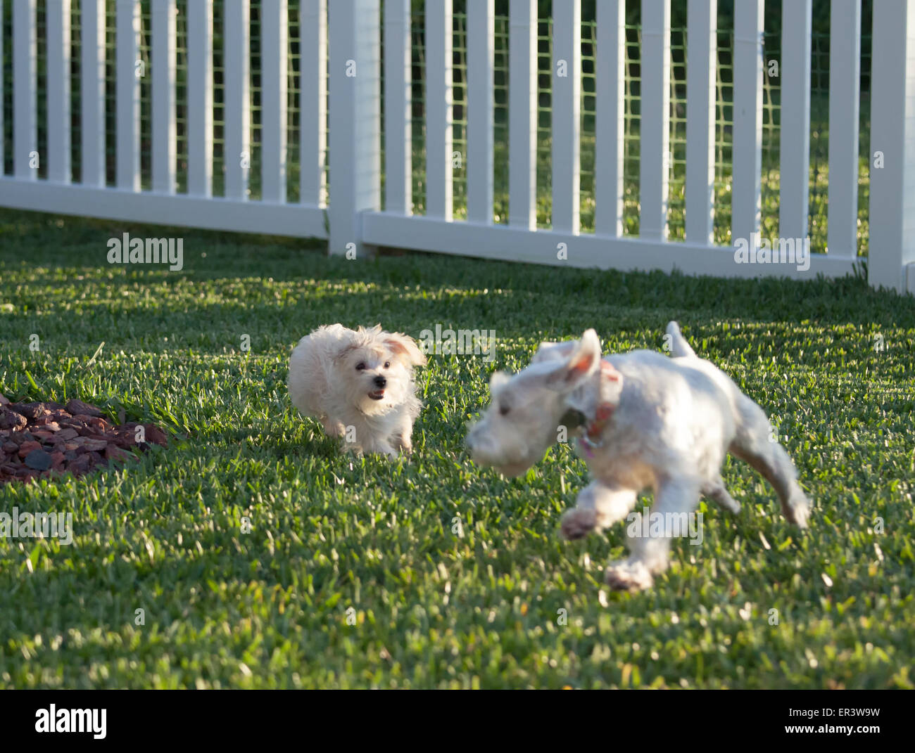 Cani giocando Foto Stock