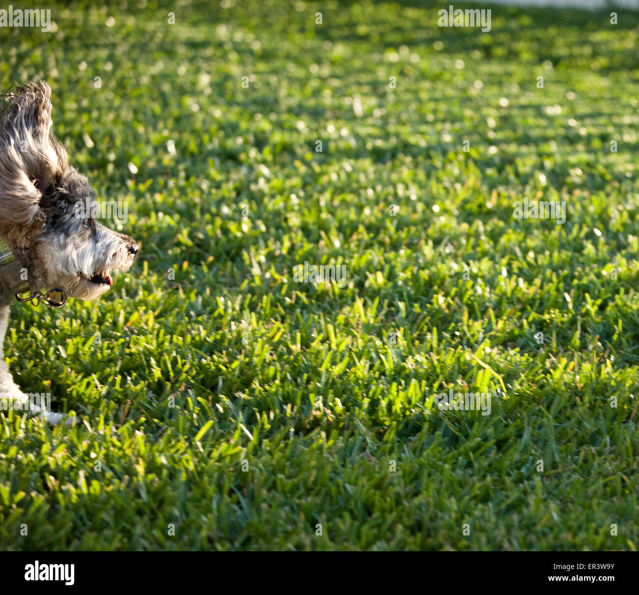 funzionamento del cane Foto Stock