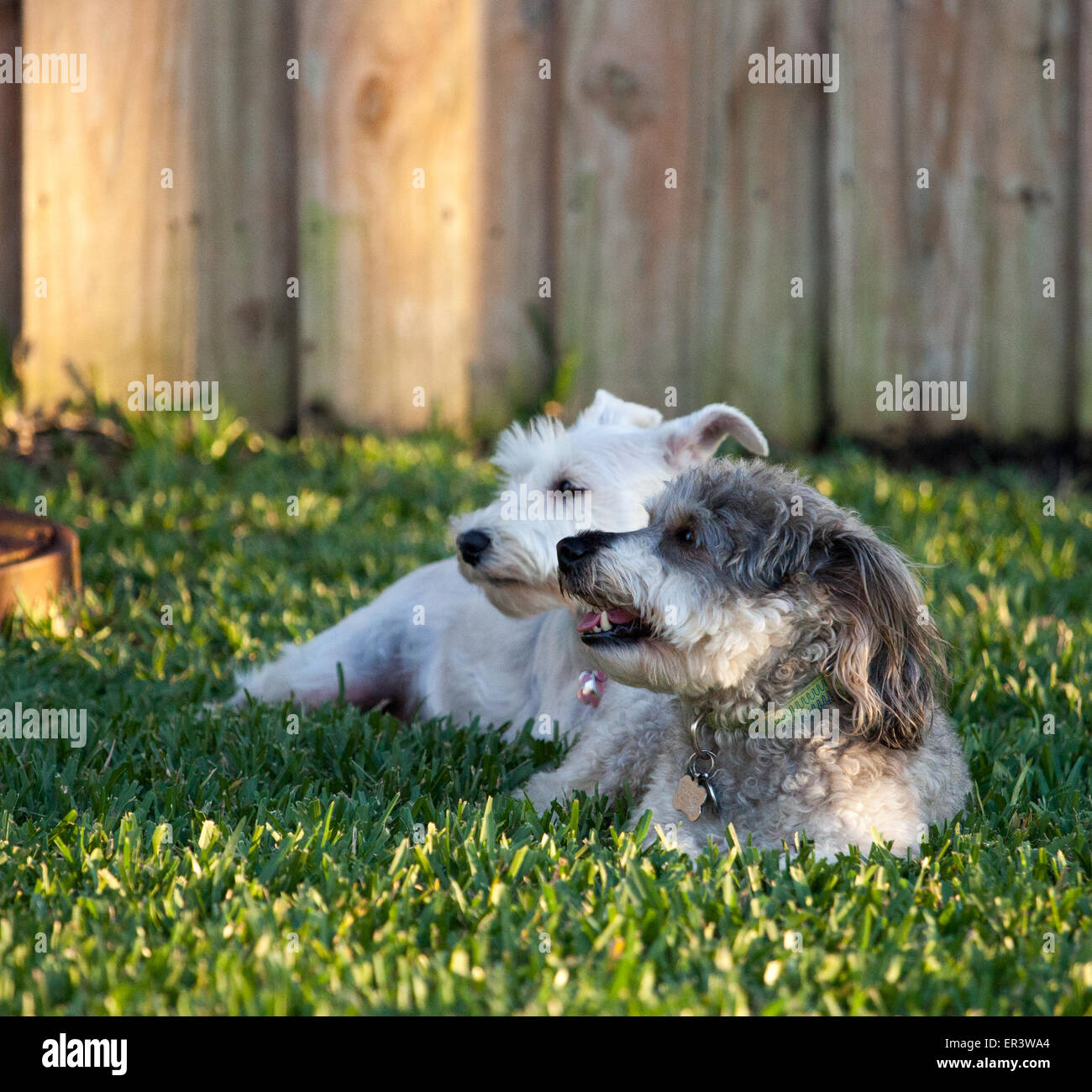 due cani Foto Stock