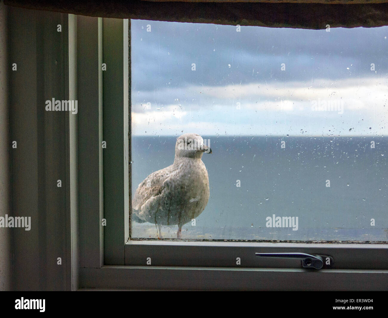 Sea Gull arroccato al di fuori di una finestra di hotel in Tenby cercando in Foto Stock