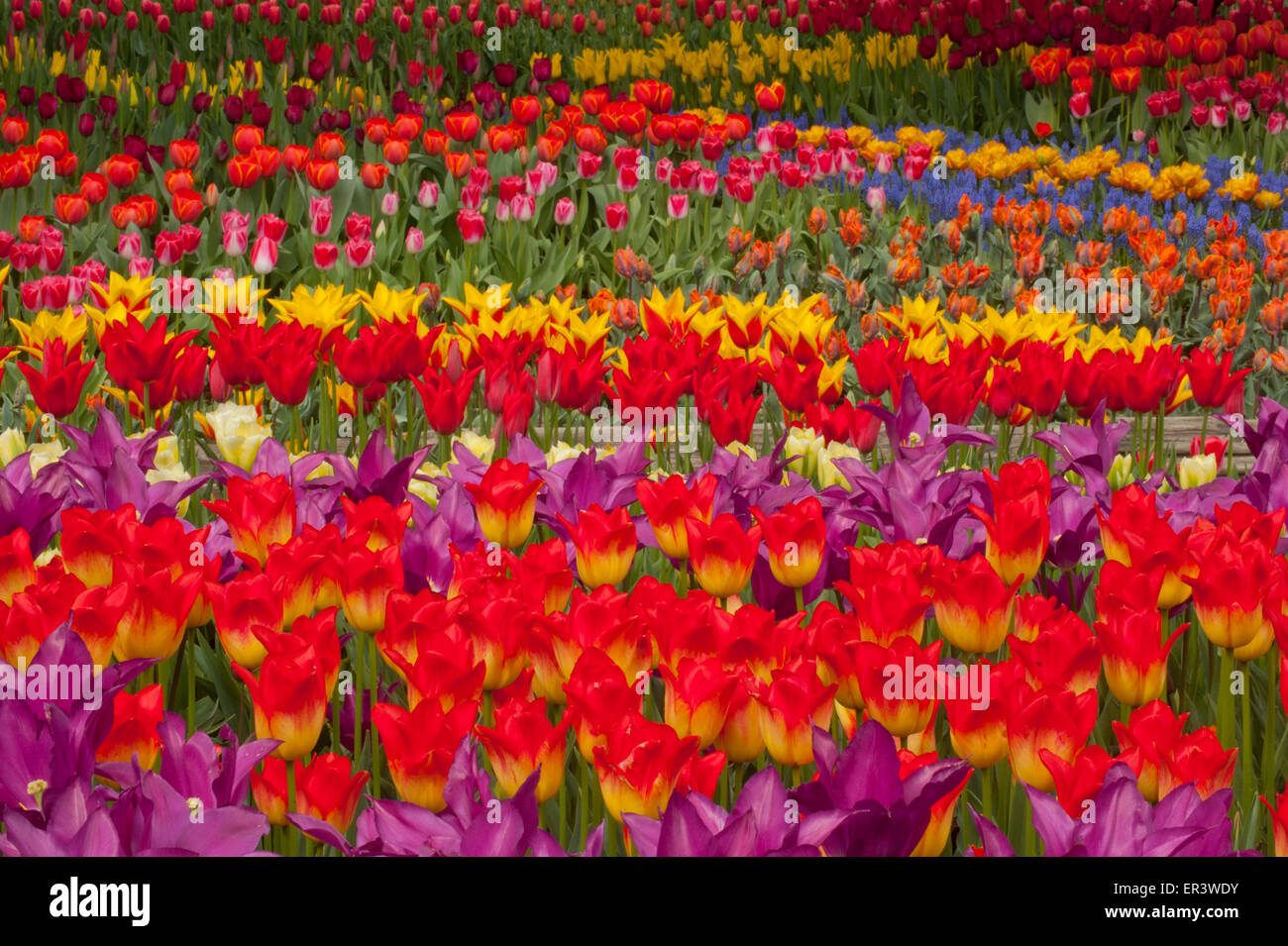 I tulipani in fiore, Skagit Valley, Washington, Aprile Foto Stock