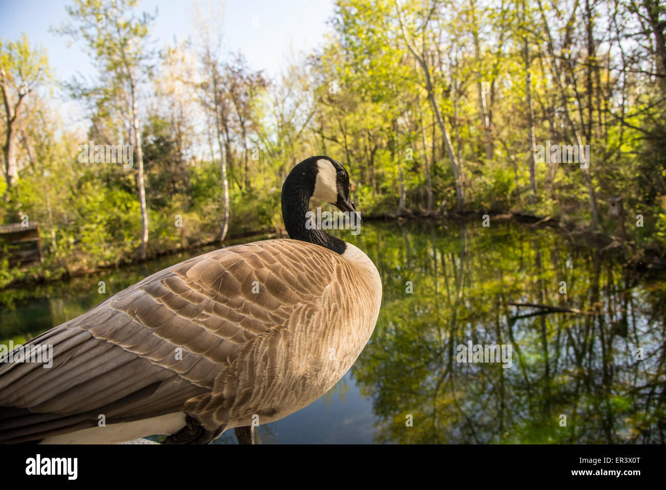 MK Natura Centro faunistico. Oca canadese che si affaccia su MK Natura Cener Pond Boise, Idaho Foto Stock