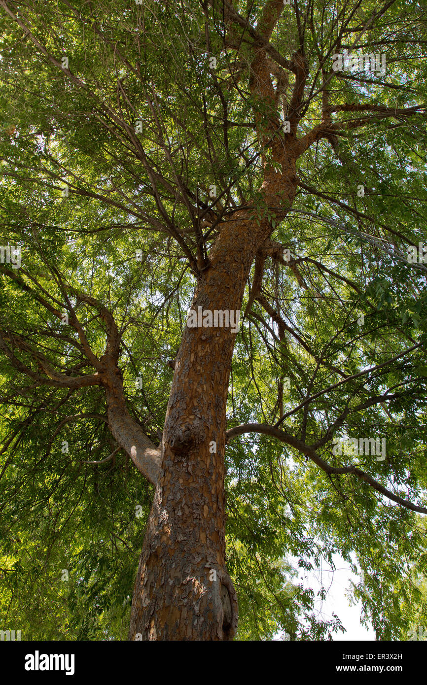 Il cinese Oriental Evergreen Elm "Ulmus parvifolia'. Foto Stock