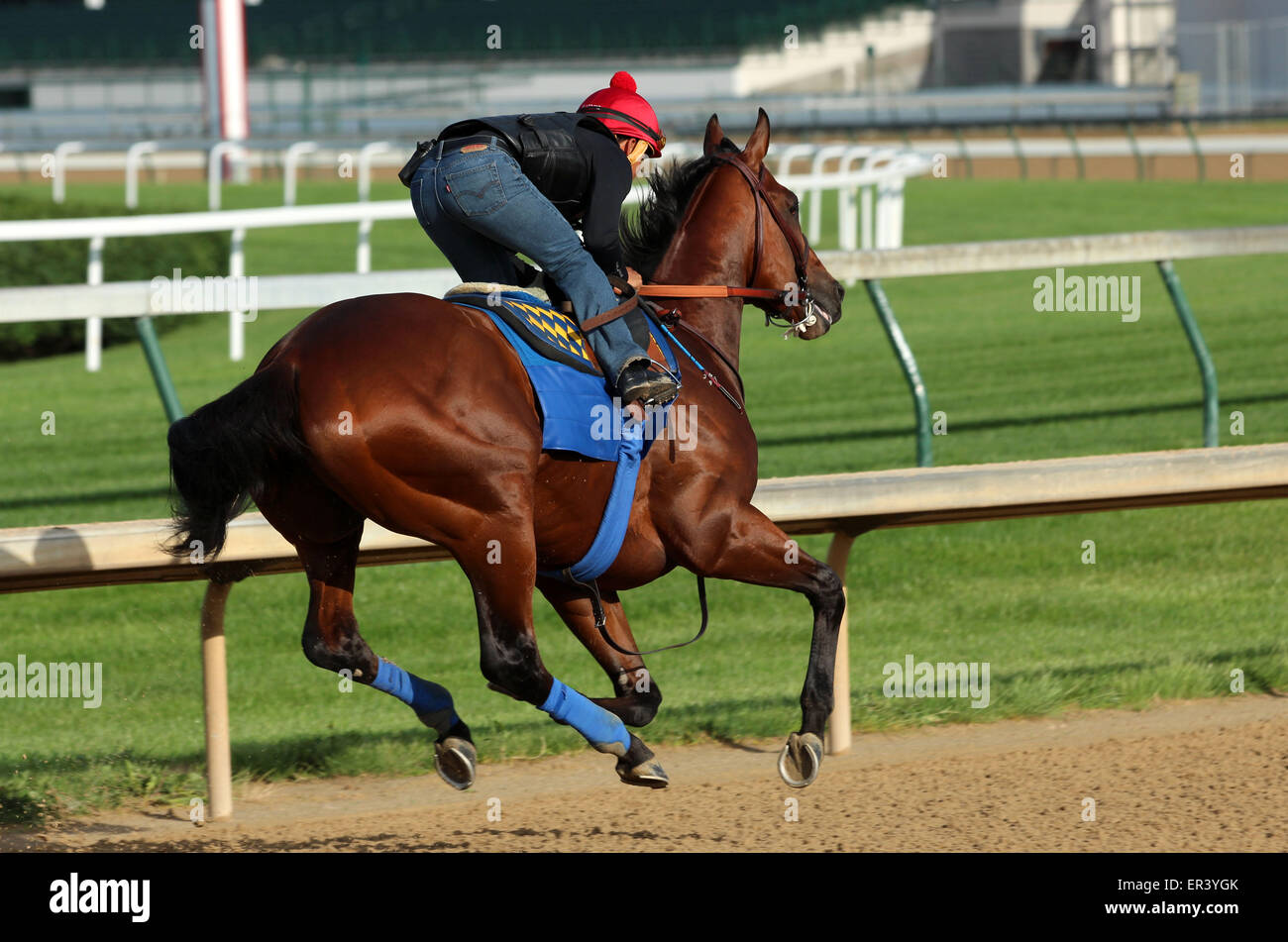 Louisville, KY, Stati Uniti d'America. 26 Maggio, 2015. Maggio 26, 2015 American Faraone (cavalcato da Martin Garcia) breezed quattro furlongs in :48, il quinto più veloce di 22 opere che la mattina. I suoi gruppi sono stati :12.2, :24.0, :35,8, con 4F in :48 piana. Egli galoppò fuori 5 furlongs in 1:00.4 e 6 furlongs in 1:13.2. Egli vola a New York il 2 giugno. Credito: Maria M. Meeke/ESW/CSM/Alamy Live News Foto Stock