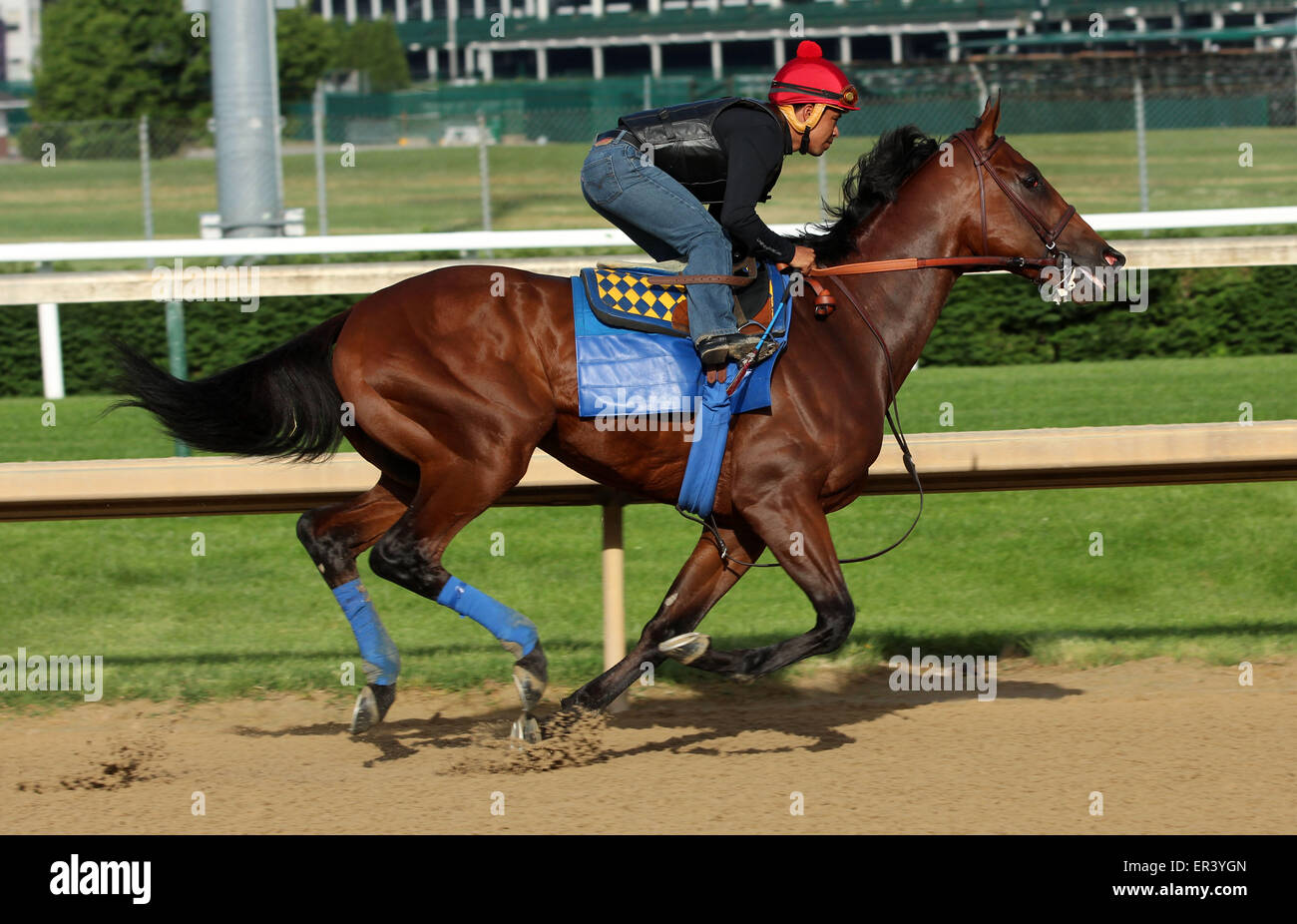 Louisville, KY, Stati Uniti d'America. 26 Maggio, 2015. Maggio 26, 2015 American Faraone (cavalcato da Martin Garcia) breezed quattro furlongs in :48, il quinto più veloce di 22 opere che la mattina. I suoi gruppi sono stati :12.2, :24.0, :35,8, con 4F in :48 piana. Egli galoppò fuori 5 furlongs in 1:00.4 e 6 furlongs in 1:13.2. Egli vola a New York il 2 giugno. Credito: Maria M. Meeke/ESW/CSM/Alamy Live News Foto Stock