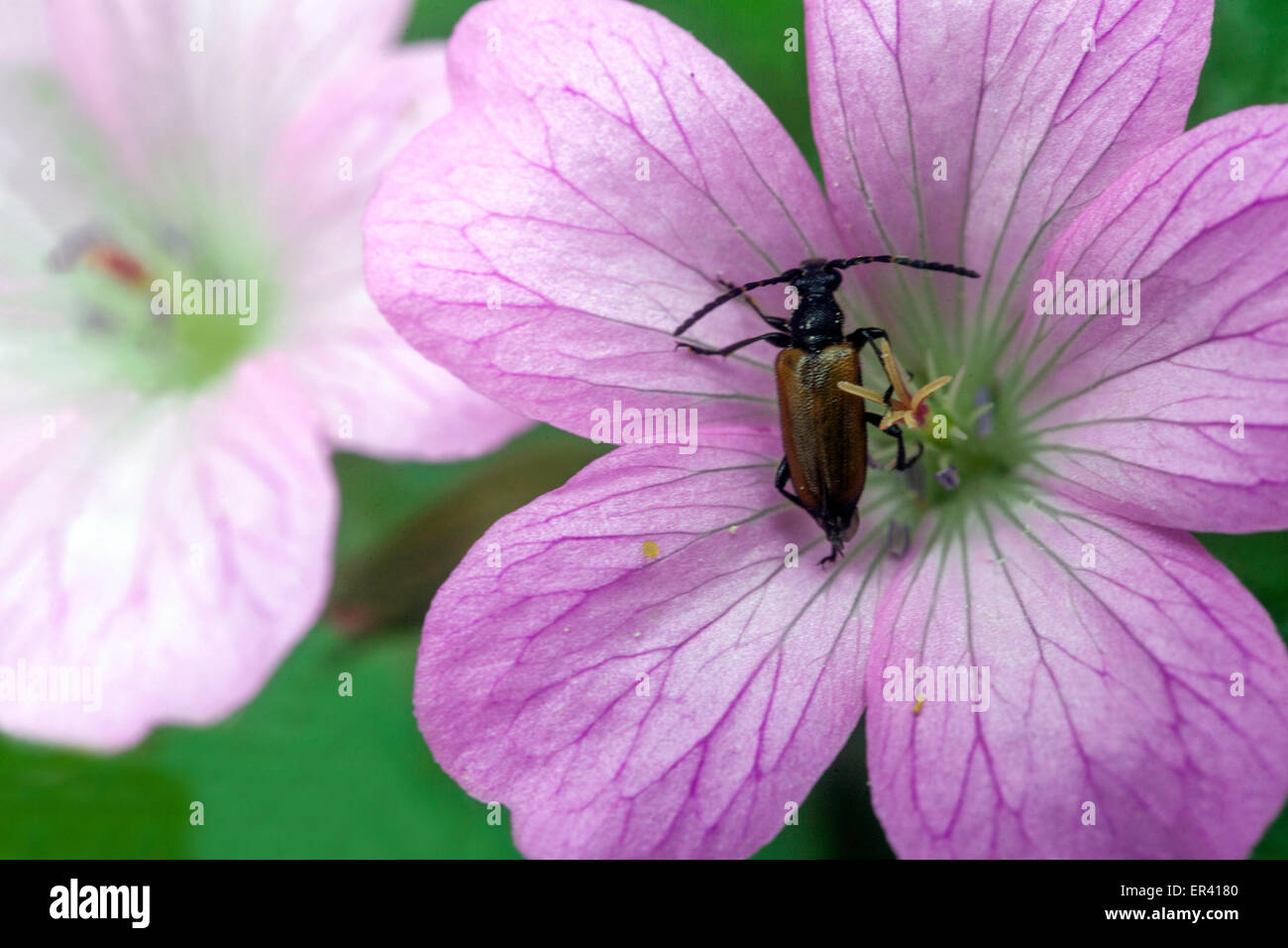 Geranium sanguineum, Cranesbill close up fiore Foto Stock