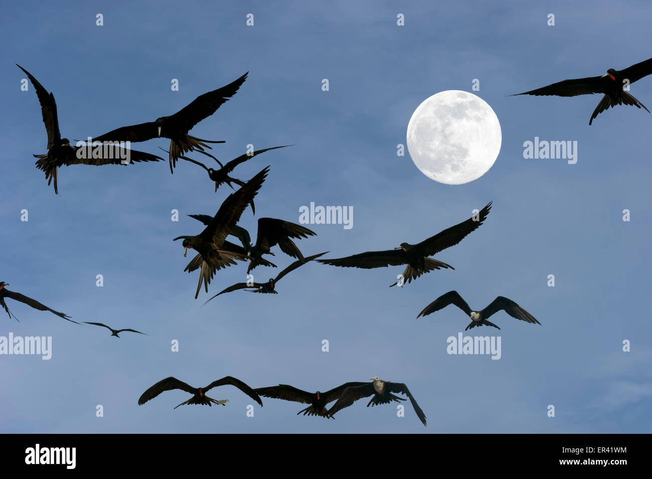 Spooky uccelli che vola con la luna piena in distanza Foto Stock