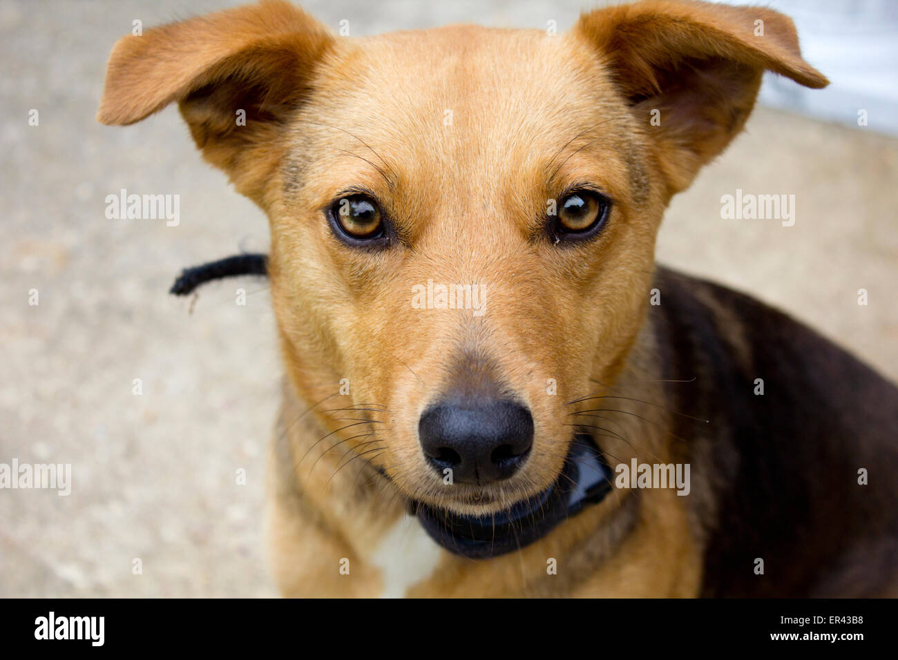 cane marrone cucciolo Foto Stock