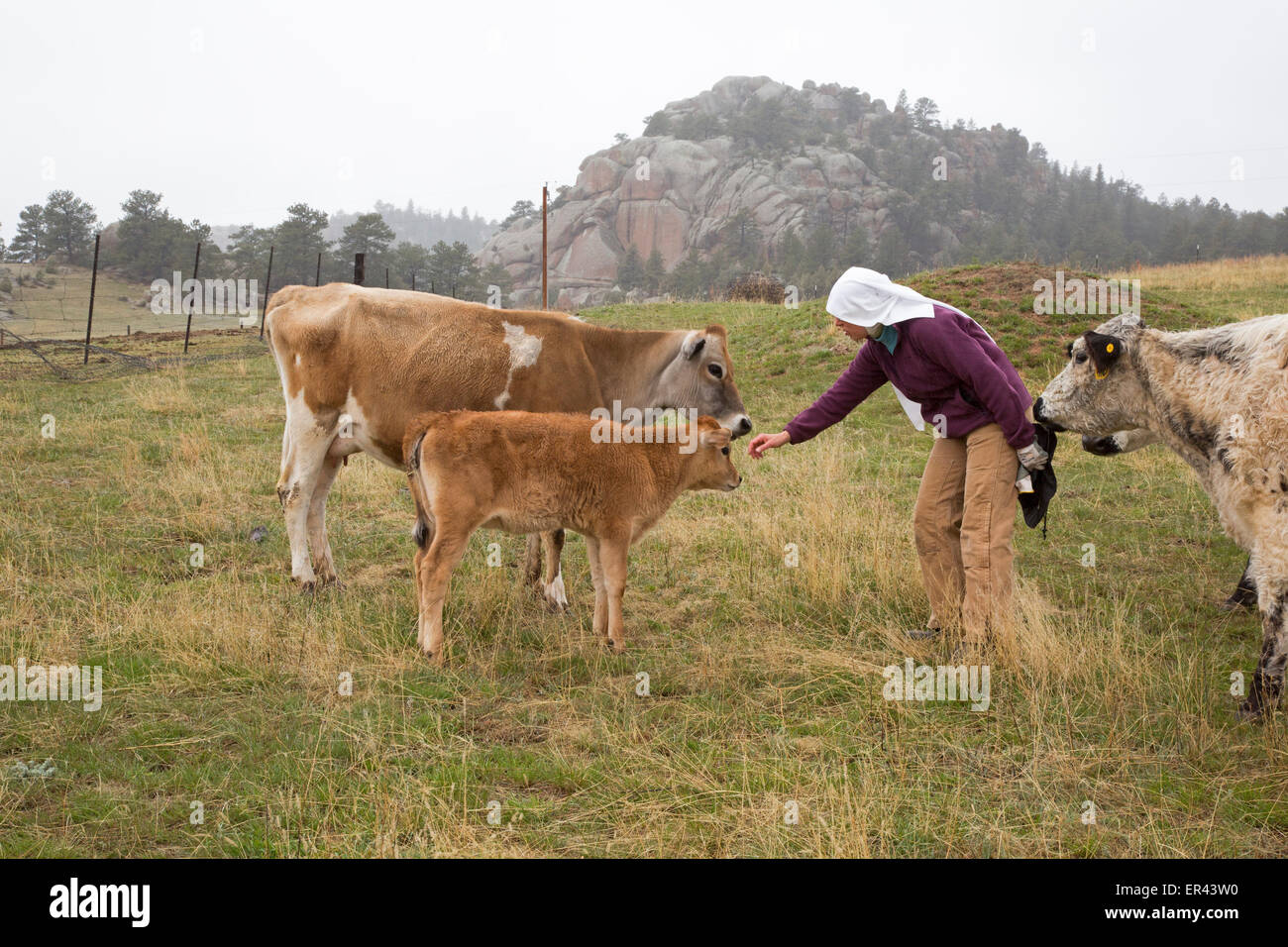 Virginia Dale, Colorado - Abbazia di San Walburga, dove le suore Domenicane pregare ed eseguire un ranch di bestiame. Foto Stock