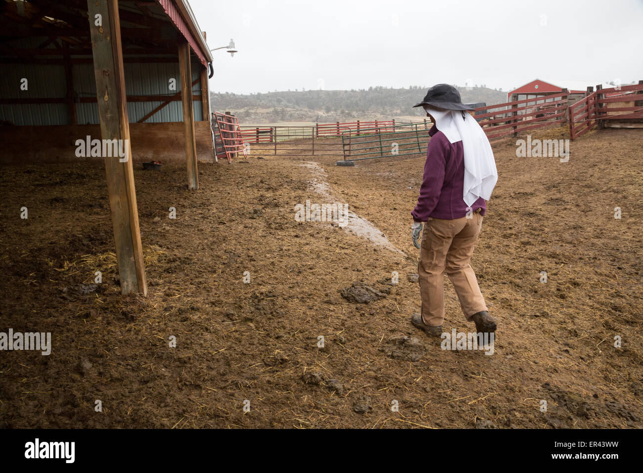 Virginia Dale, Colorado - Abbazia di San Walburga, dove le suore Domenicane pregare ed eseguire un ranch di bestiame. Foto Stock