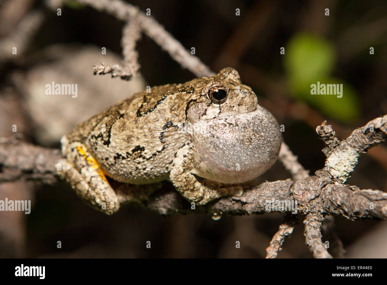 Grigio settentrionale treefrog chiamando in un allevamento chorus - Hyla versicolor Foto Stock