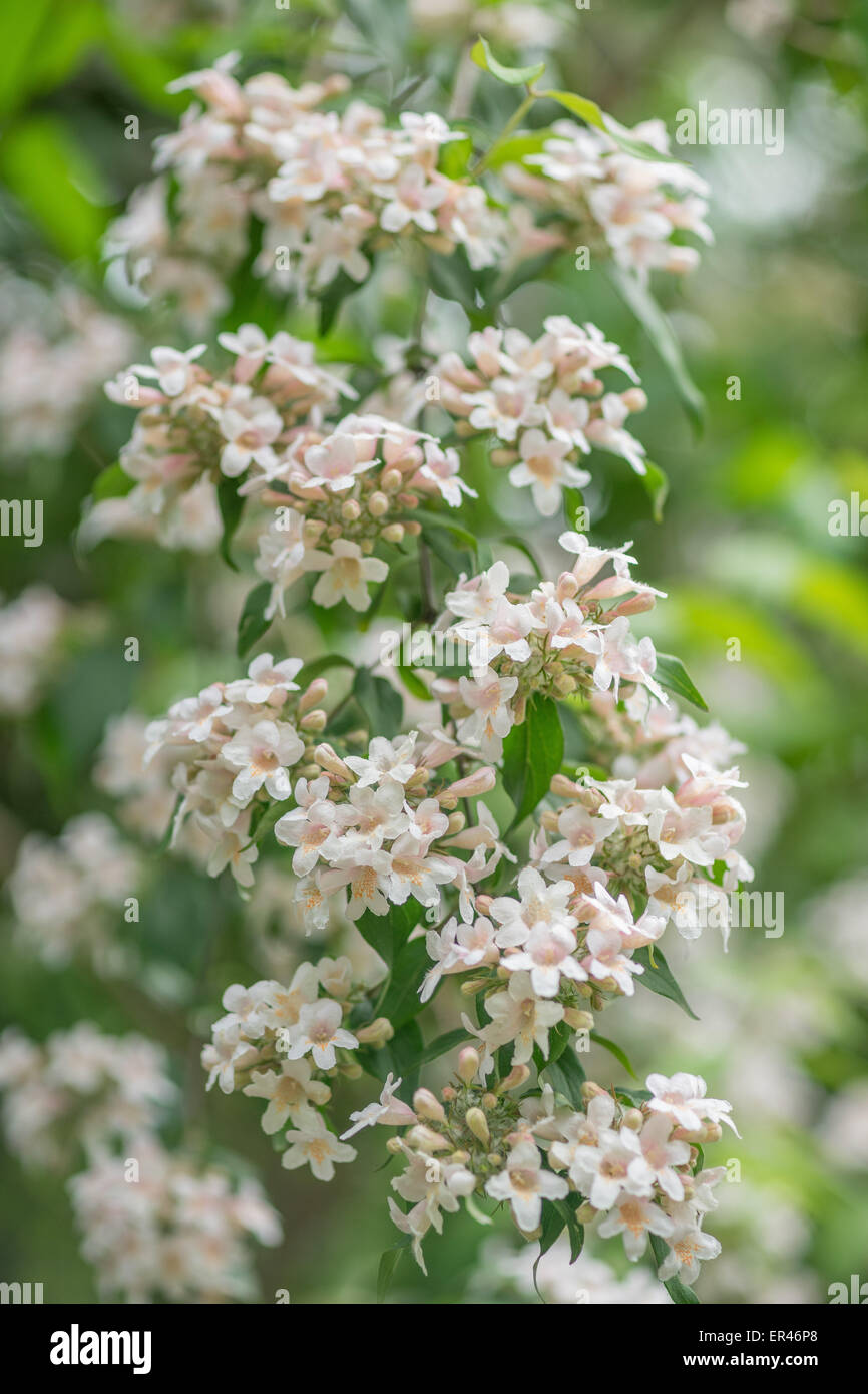 Boccola di bellezza blossom Linnaea Kolkwitzia amabilis Foto Stock