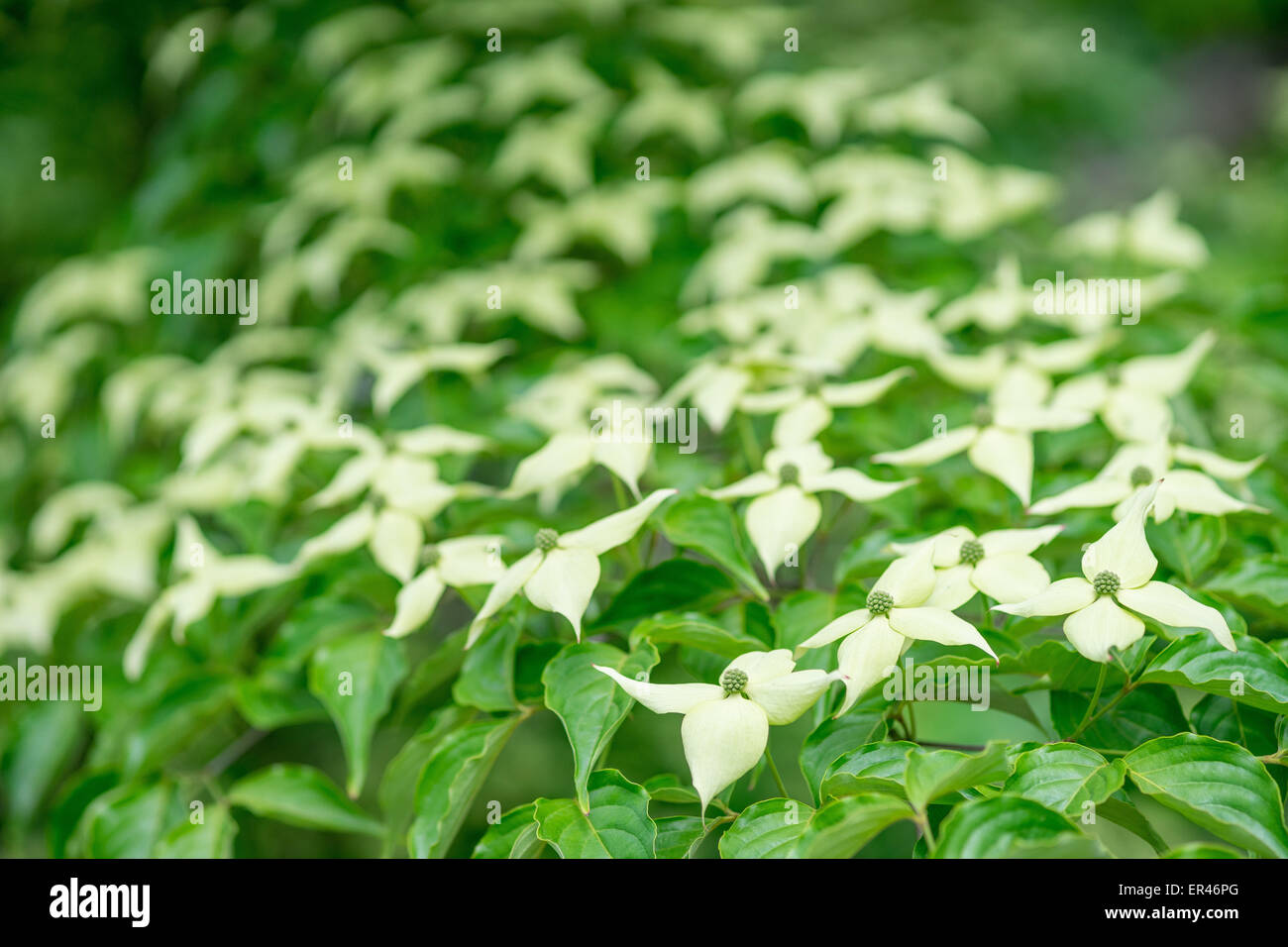 Kousa sanguinello fiori close up Cornus kousa Foto Stock