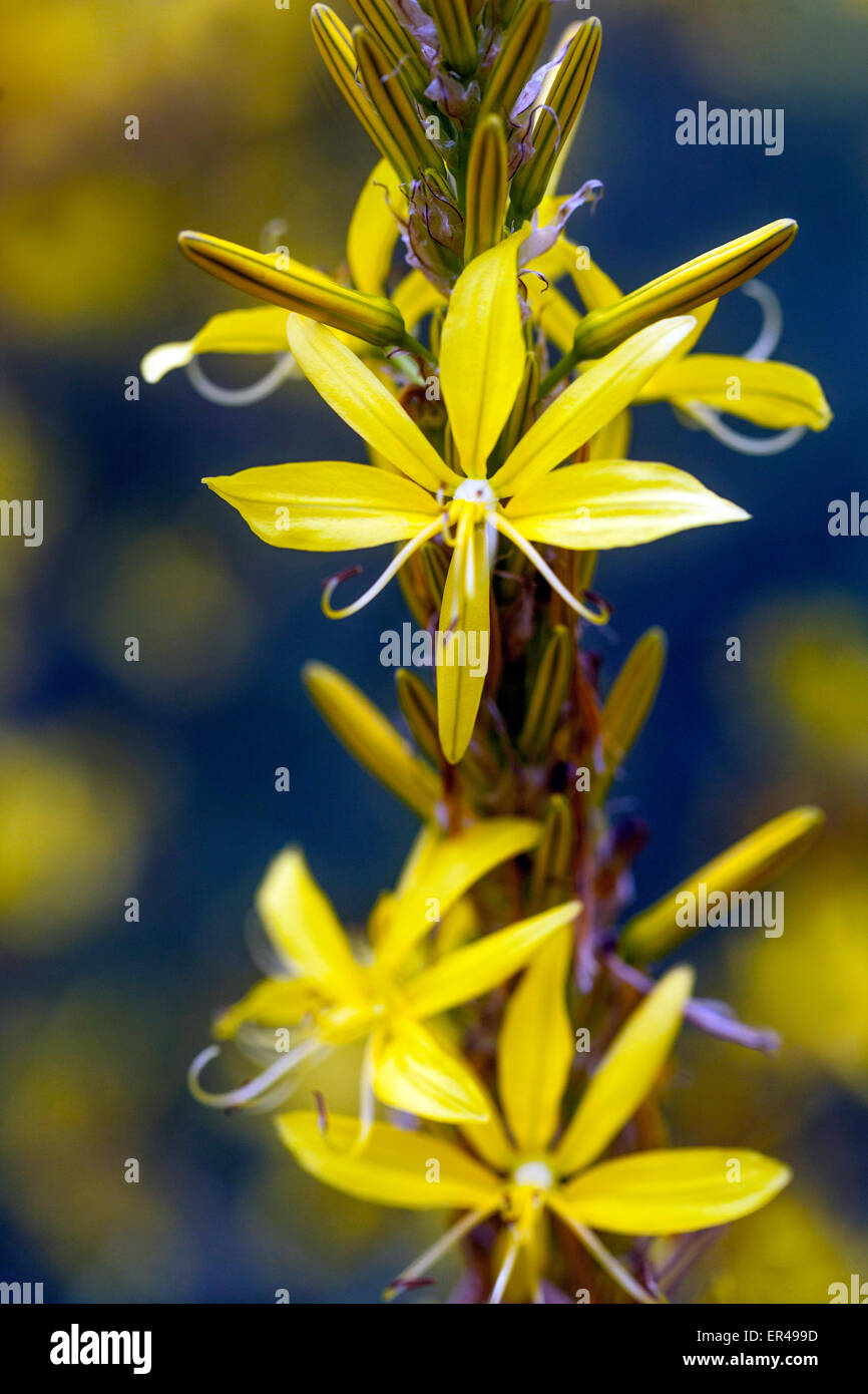 Asphodel giallo, Asphodeline lutea fiore primo piano Foto Stock