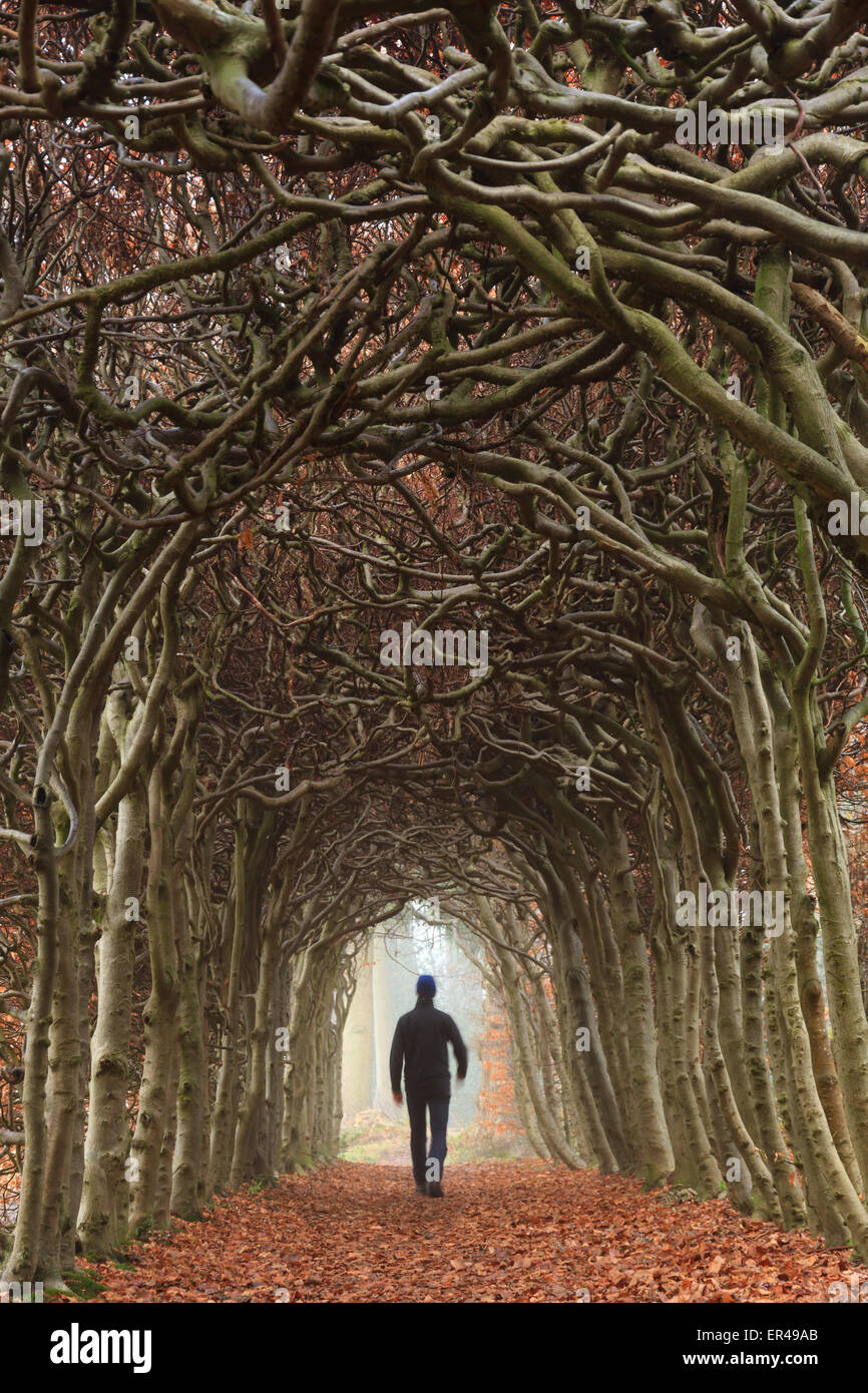 Uomo che cammina in un tunnel di alberi durante una giornata autunnale. Foto Stock
