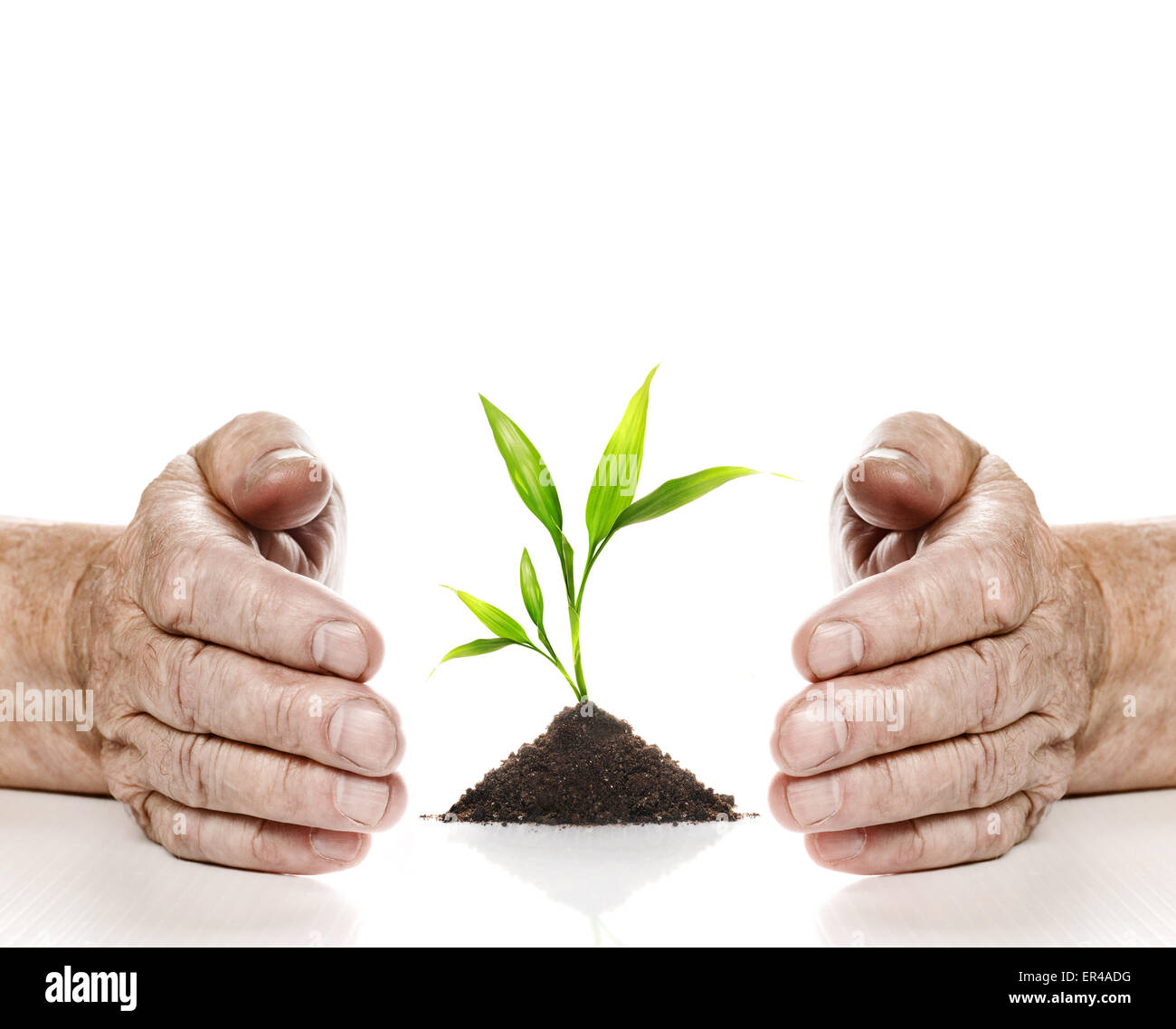 Vecchie mani e pianta giovane tra loro. Isolato su sfondo bianco Foto Stock
