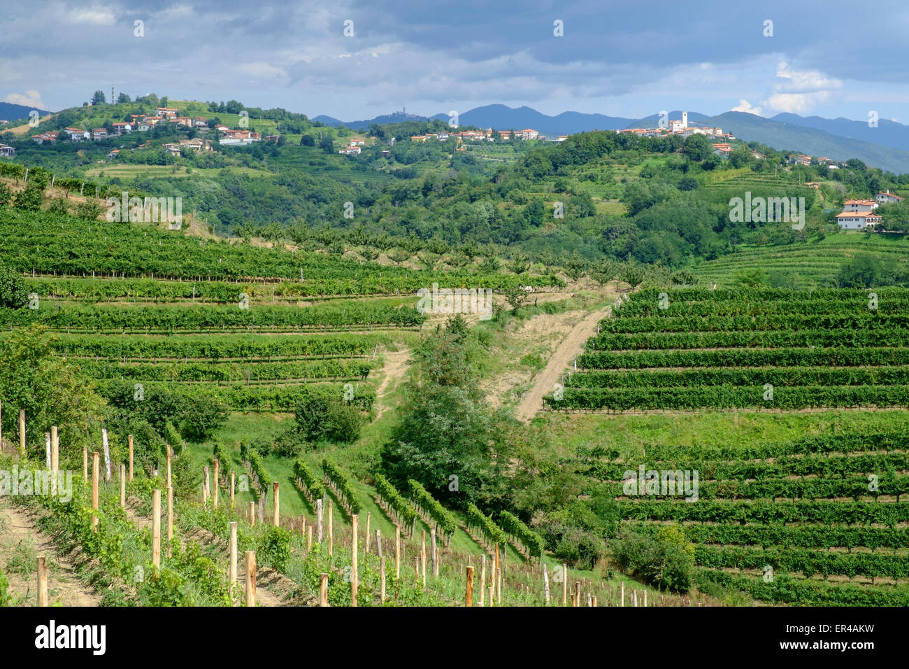 Goriška Brda vicino al confine italiano vitigno regione di produzione. Foto Stock