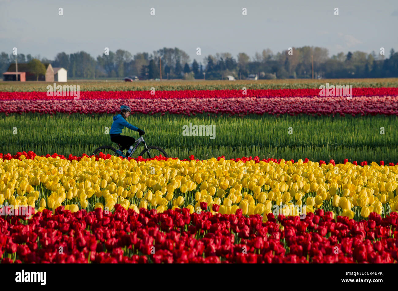 Ciclista in sella dai coloratissimi campi di tulipani in Skagit Valley dello Stato di Washington, USA. Vicino LaConner e Mount Vernon. Foto Stock