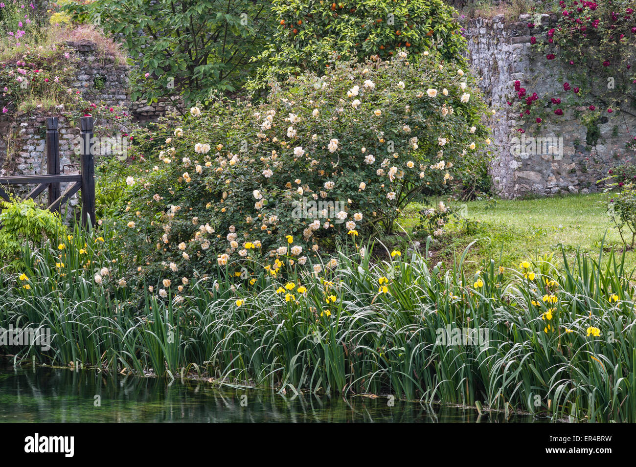 Ninfa, Latina, Lazio, Italia. Un romantico giardino situato tra le rovine di un villaggio medievale. Bandiera gialla iridi linea il riverbank Foto Stock