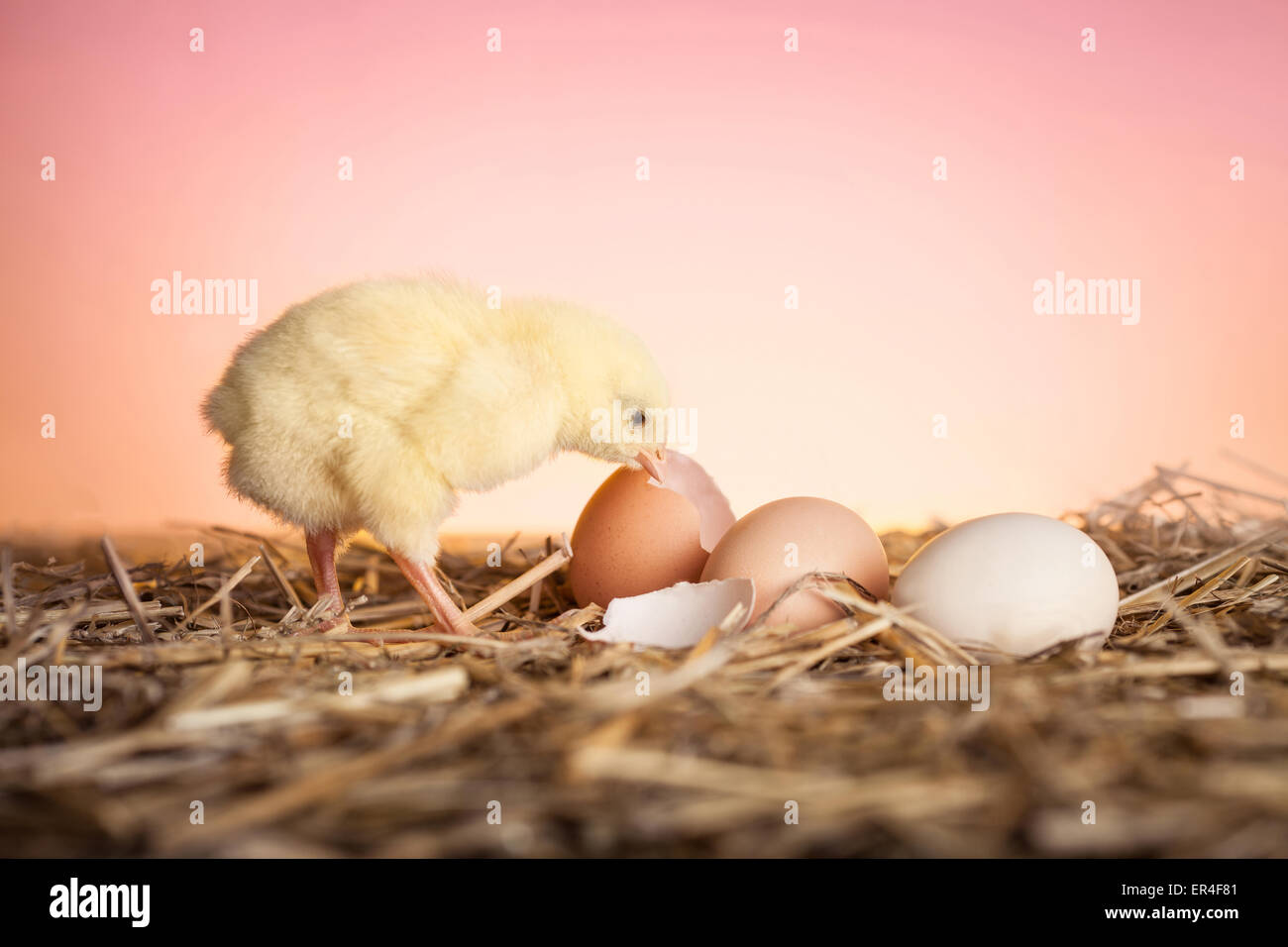 Fresco pulcino tratteggiata guardando le uova in un nido Foto Stock