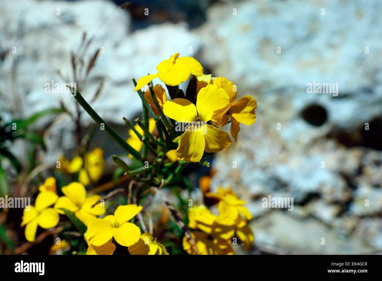 Bella parete gialla fiore, panno (D'Oro) Castello di Pevensey. Foto Stock