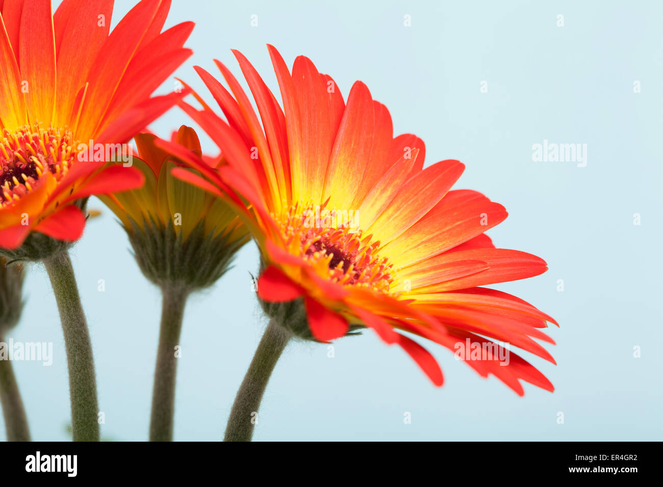 Gerbera Foto Stock