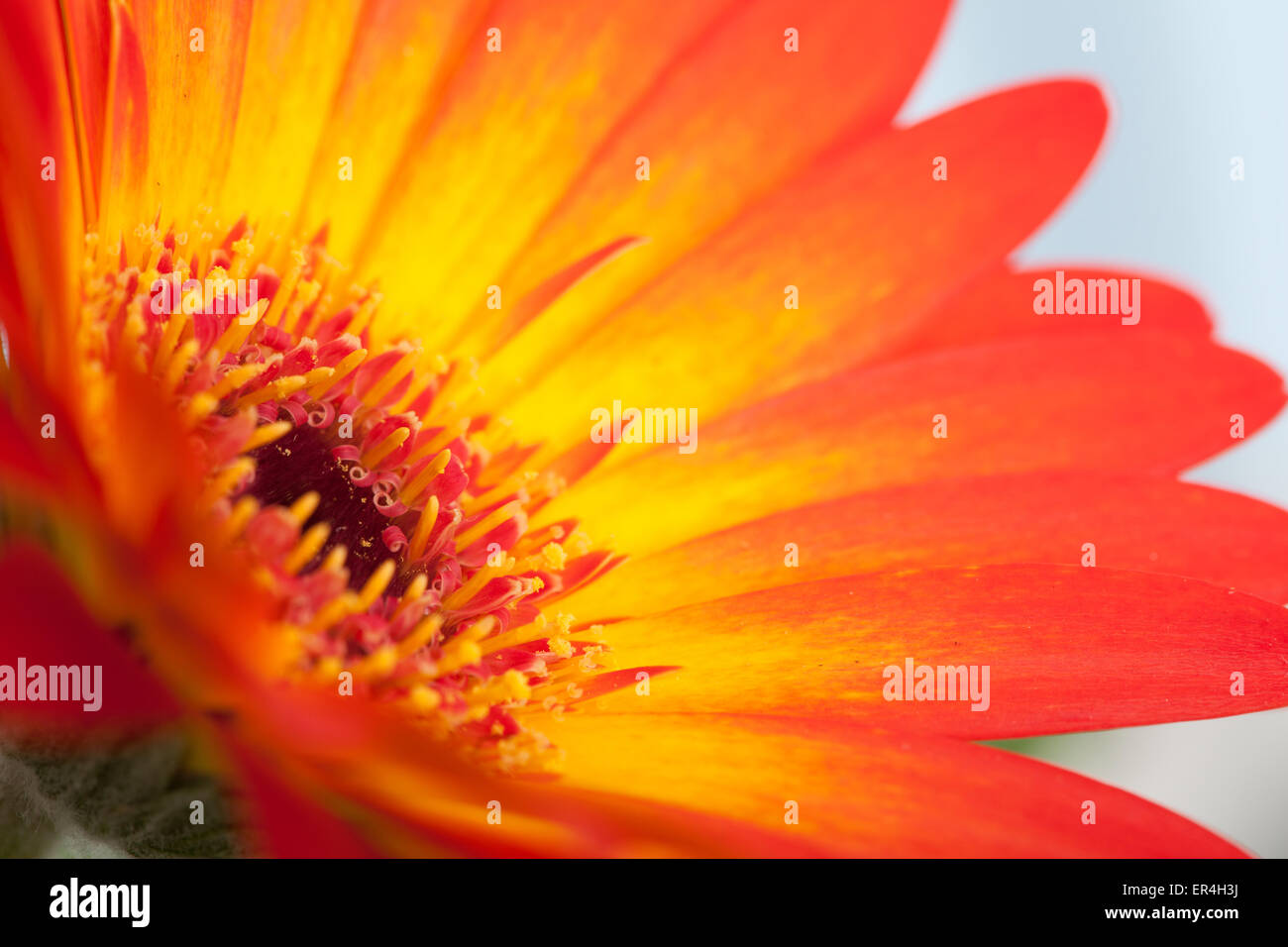 Gerbera Foto Stock