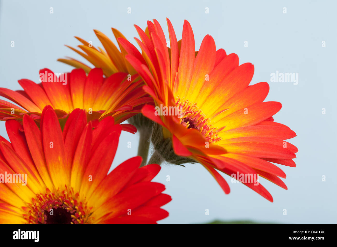 Fiori del Gerbera Foto Stock