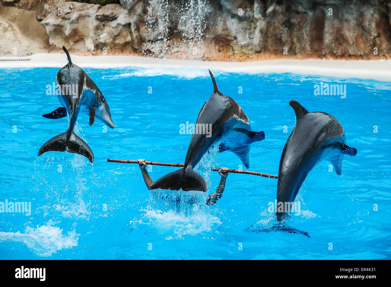Tre i delfini durante uno spettacolo acquatico Foto Stock