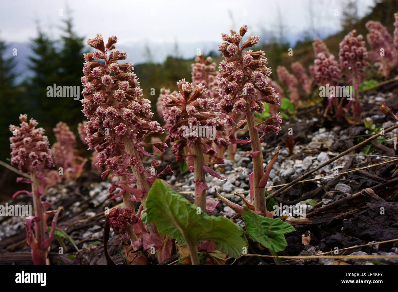 Petasites, fioritura, (Petasites hybridus, Asteraceae)altri nomi sono bog rabarbaro, Devil's hat e la peste al mosto di malto, alpi Bernesi Foto Stock