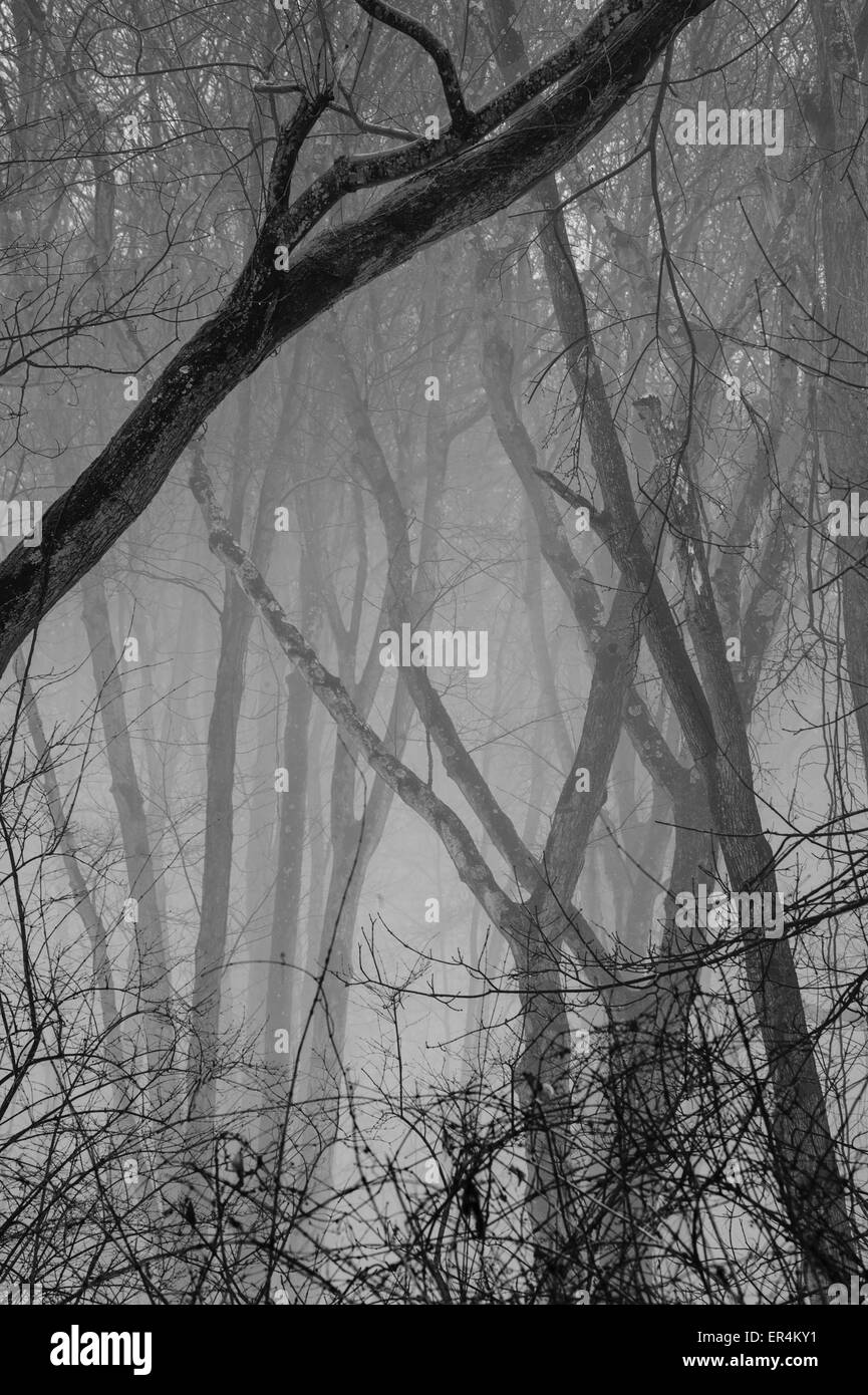 Alberi In nebbia Foto Stock