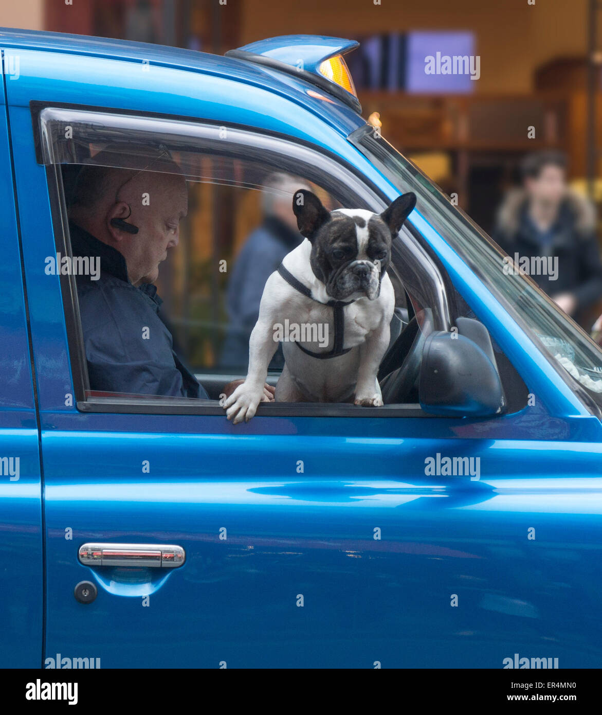 Cane in auto cute cane guardando fuori della finestra taxi driver Foto Stock