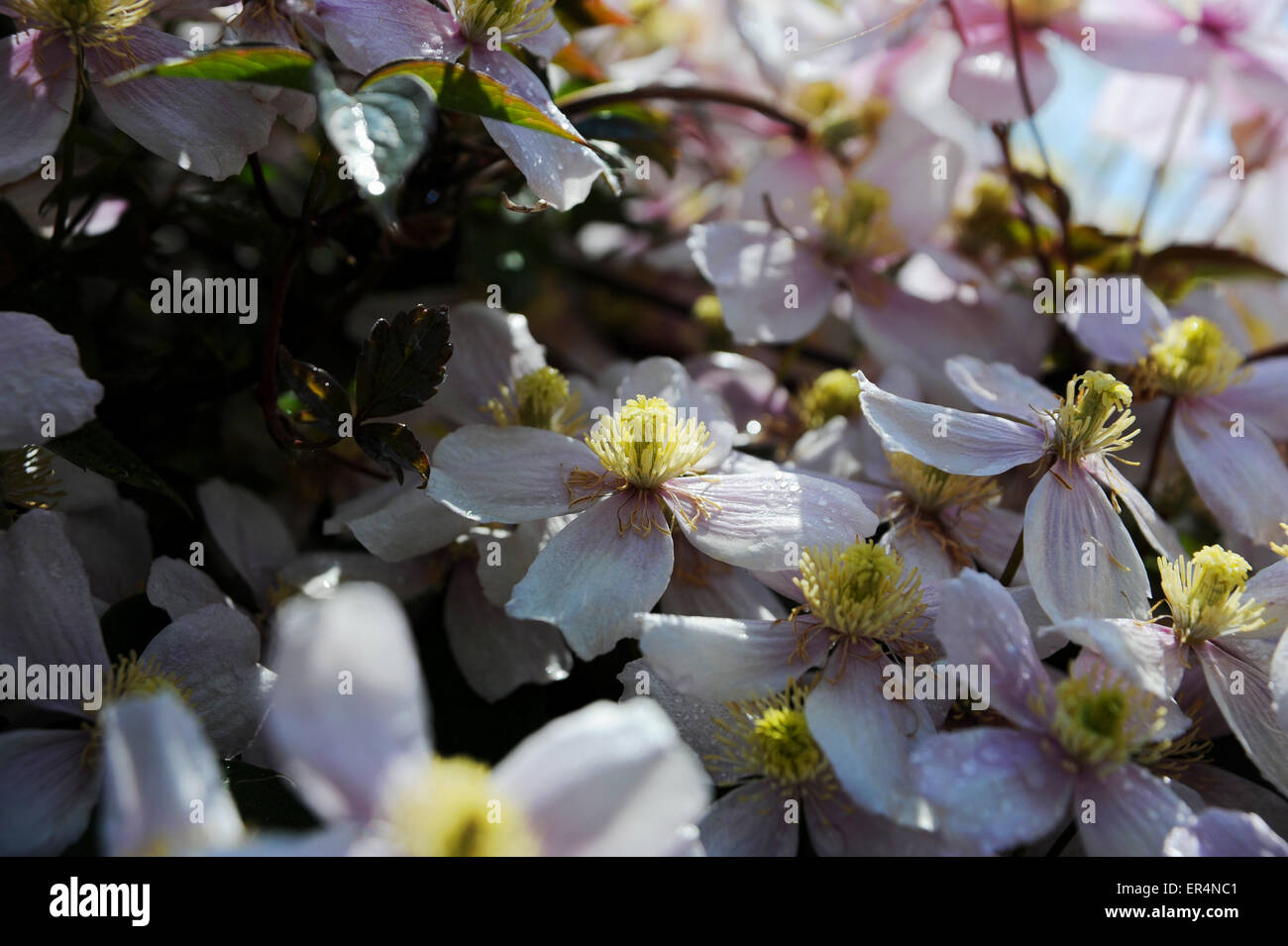 La clematide montana, noto come Himalayan Clematis o clematide Anemone, è un inizio di fioritura delle piante del genere la clematide. Foto Stock