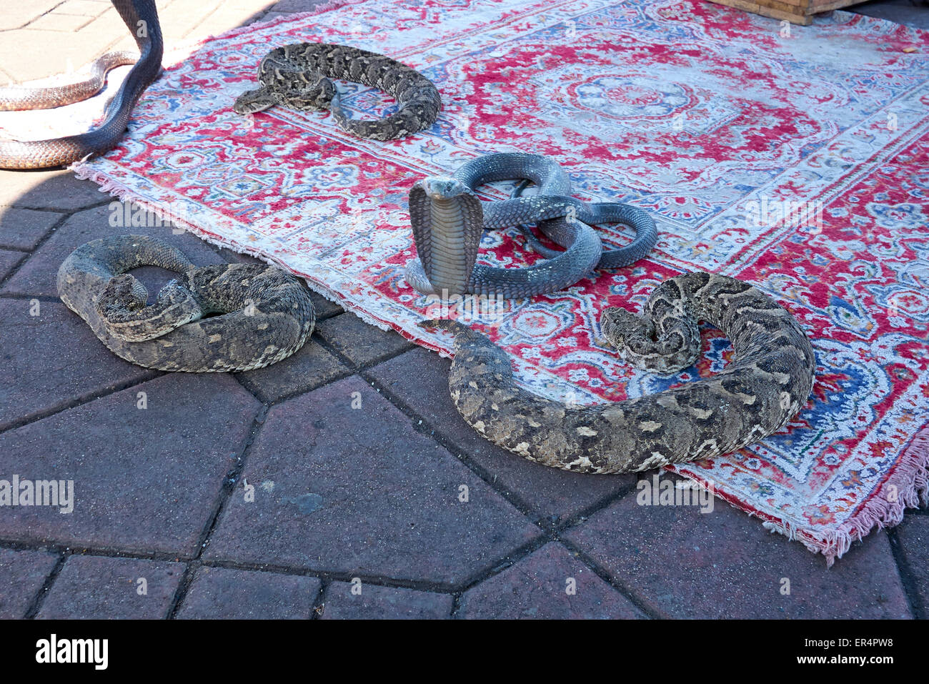I serpenti in 'DJeema el fnaa' - La frenetica Marrakech piazza del mercato Foto Stock