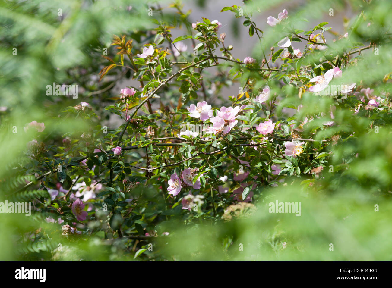 Un close-up shot su rami di una fioritura dog-rosa (Rosa canina), costeggiando il fiume Boudigau (Landes - Francia). Foto Stock