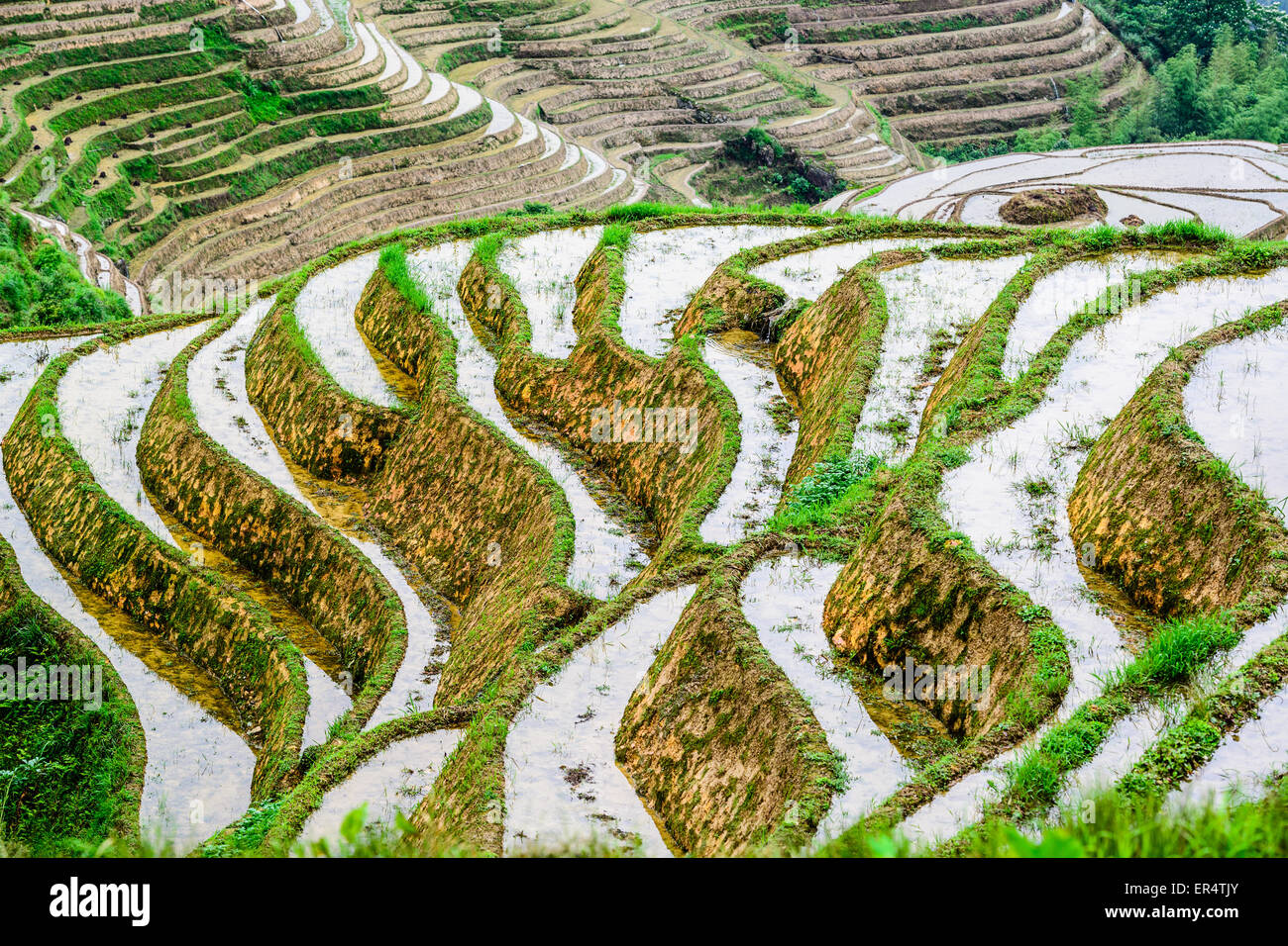 Yaoshan montagna, Guilin, Cina hillside terrazze di riso paesaggio. Foto Stock