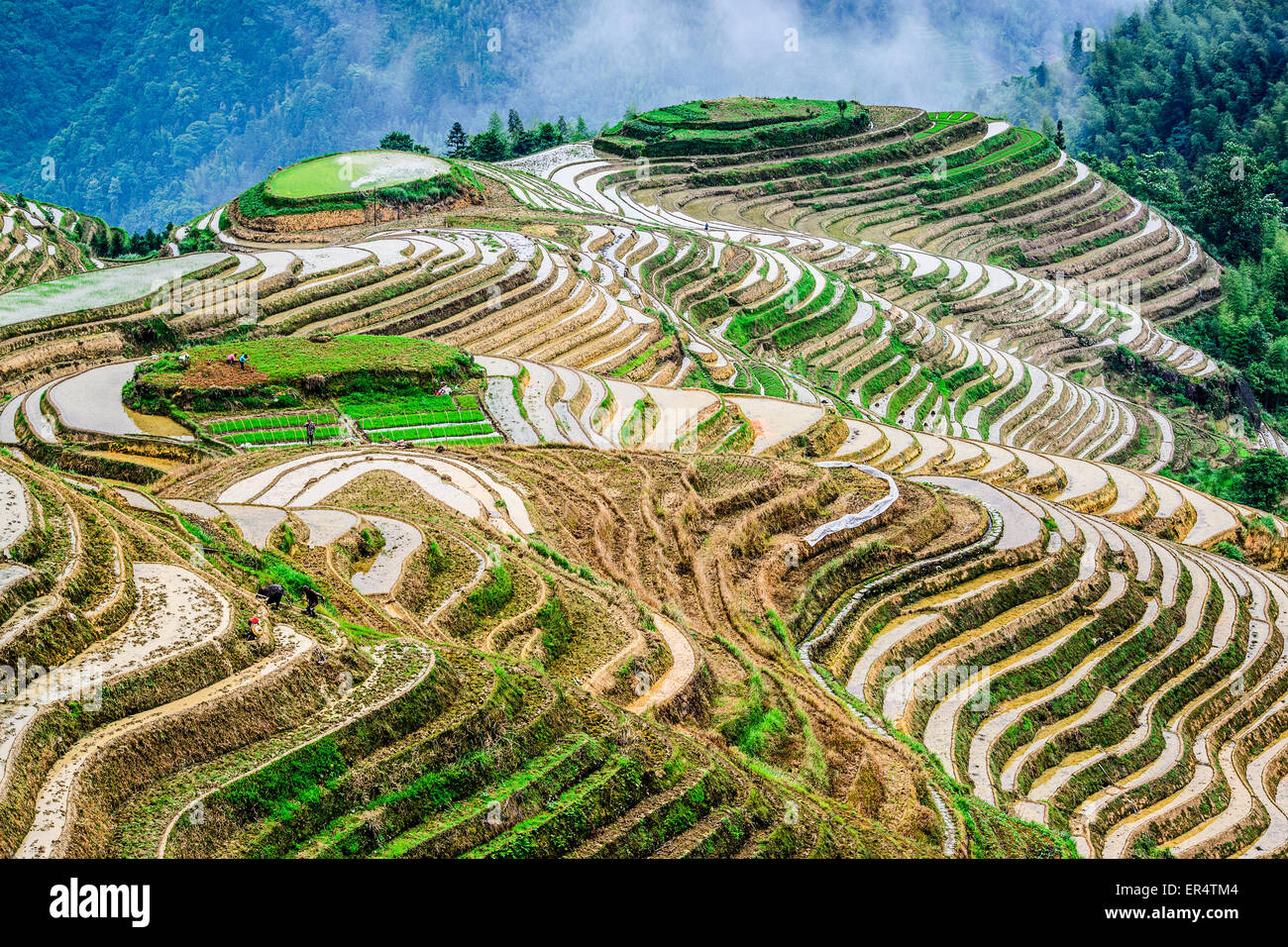 Yaoshan montagna, Guilin, Cina hillside terrazze di riso paesaggio. Foto Stock