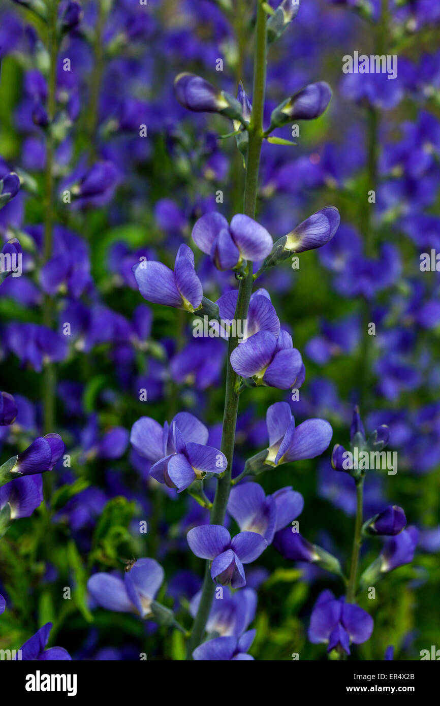 Selvaggio blu Indaco o blu indaco falso, Baptisia australis Foto Stock