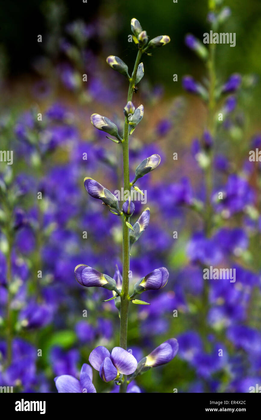 Selvaggio blu Indaco o blu indaco falso, Baptisia australis Foto Stock