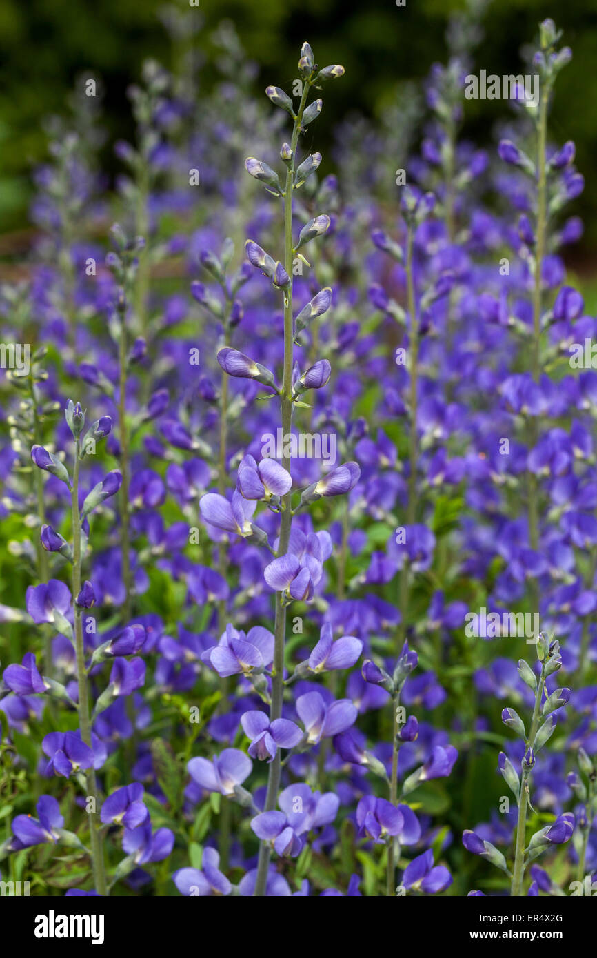 Selvaggio blu Indaco o blu indaco falso, Baptisia australis Foto Stock