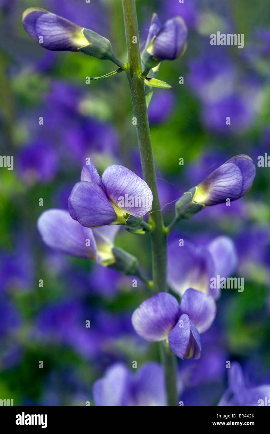 Selvaggio blu Indaco o blu indaco falso, Baptisia australis Foto Stock
