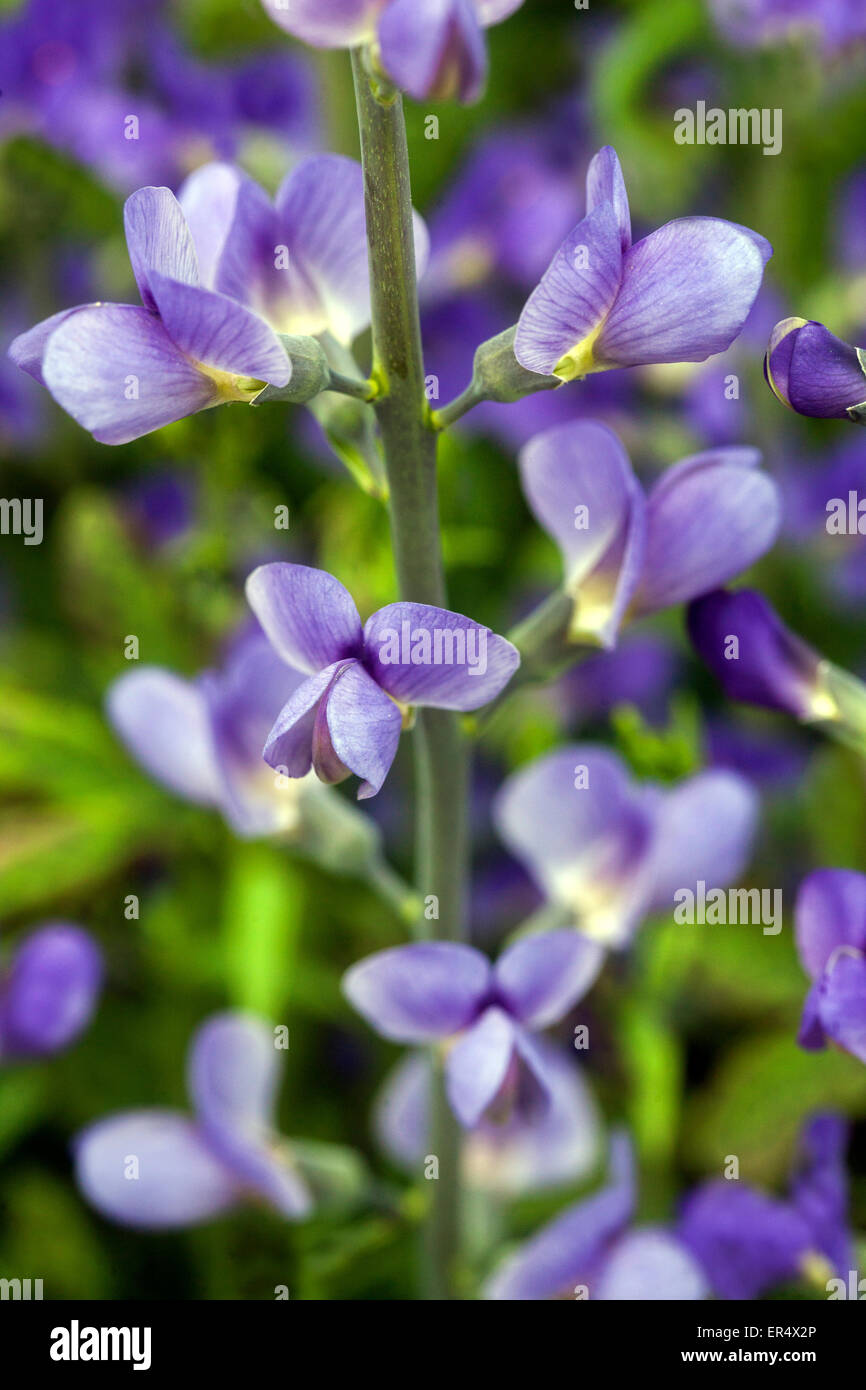 Selvaggio blu Indaco o blu indaco falso, Baptisia australis Foto Stock