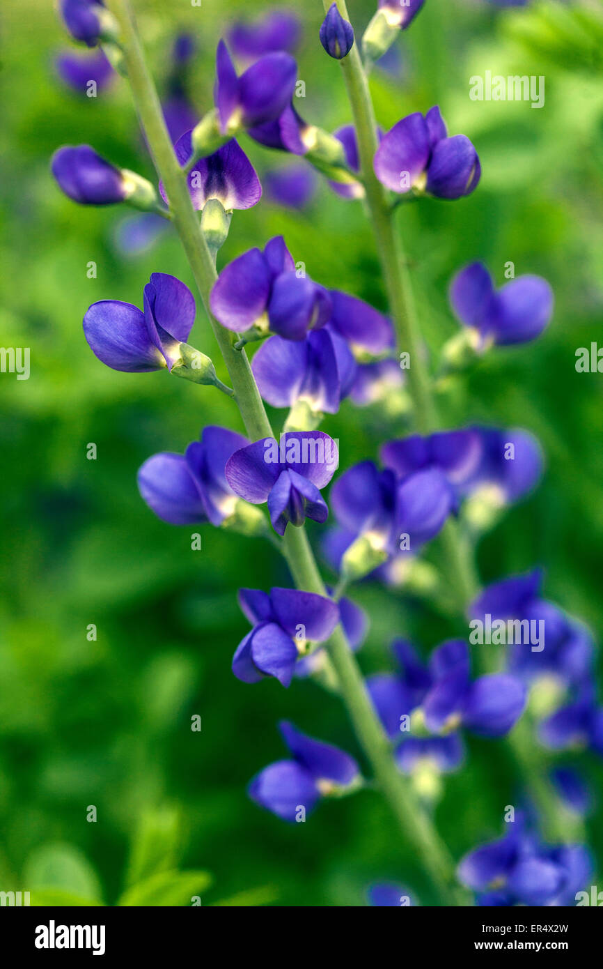 Selvaggio blu Indaco o blu indaco falso, Baptisia australis Foto Stock