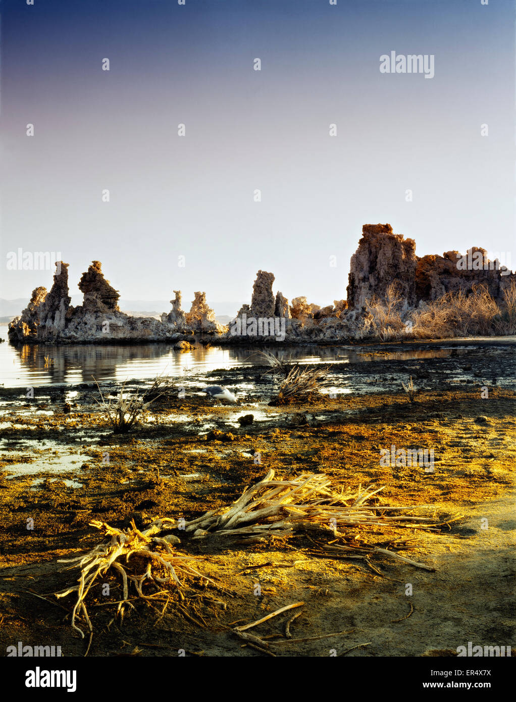Questa è un immagine del Mono Lake Shore, California. Ho preso questa immagine con la mia 4x5' formato grande fotocamera. Foto Stock