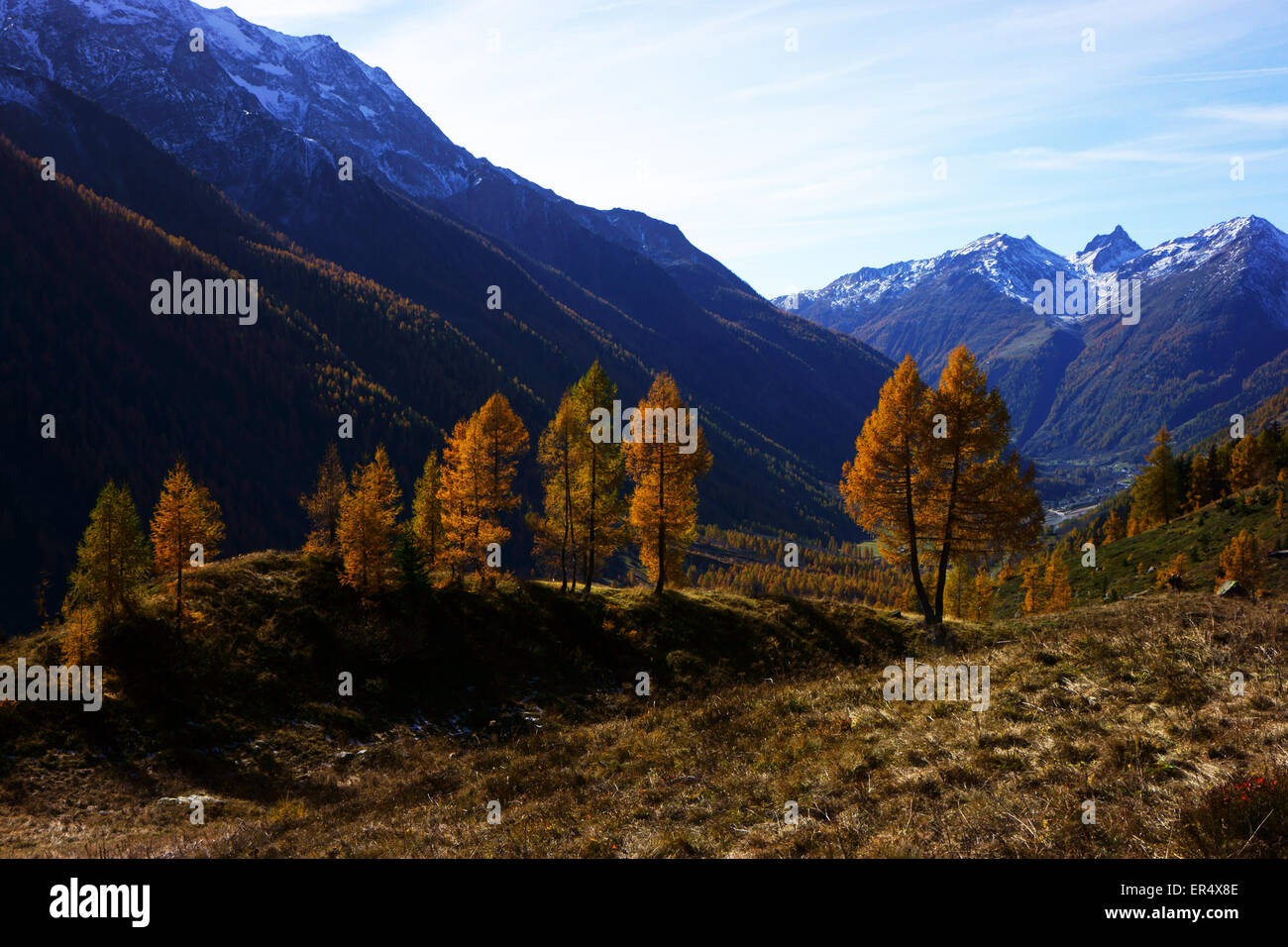 Lötschental, autunno, giallo larici, Alpi del Vallese, Svizzera Foto Stock