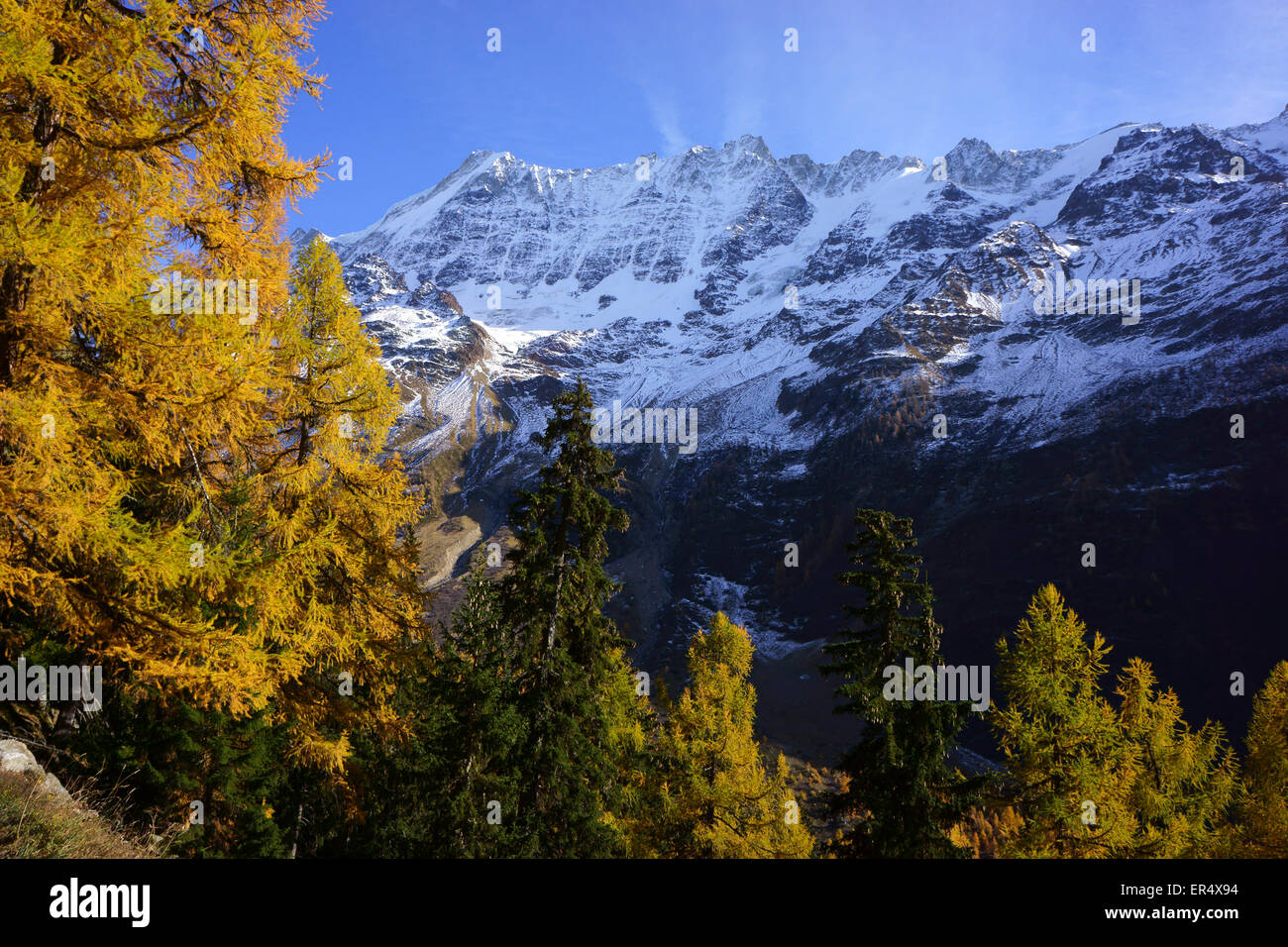 Breitlhorn, Lötschental, autunno, larici, Alpi del Vallese, Svizzera Foto Stock