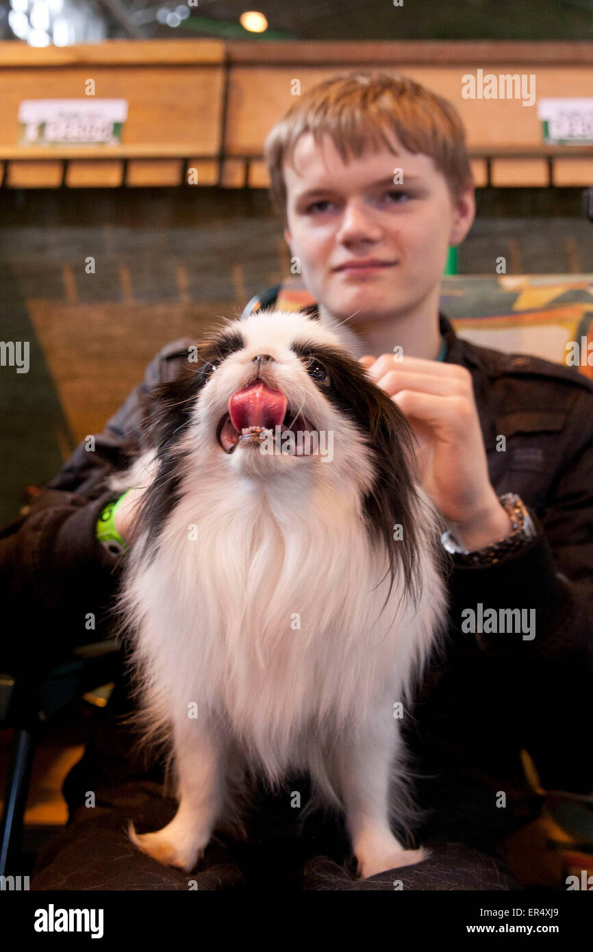 Piccolo cane giocattolo che attacca la sua lingua fuori mentre tenuto da adolescente. Crufts 2014 al NEC di Birmingham, Regno Unito. 8th marzo 2014 Foto Stock